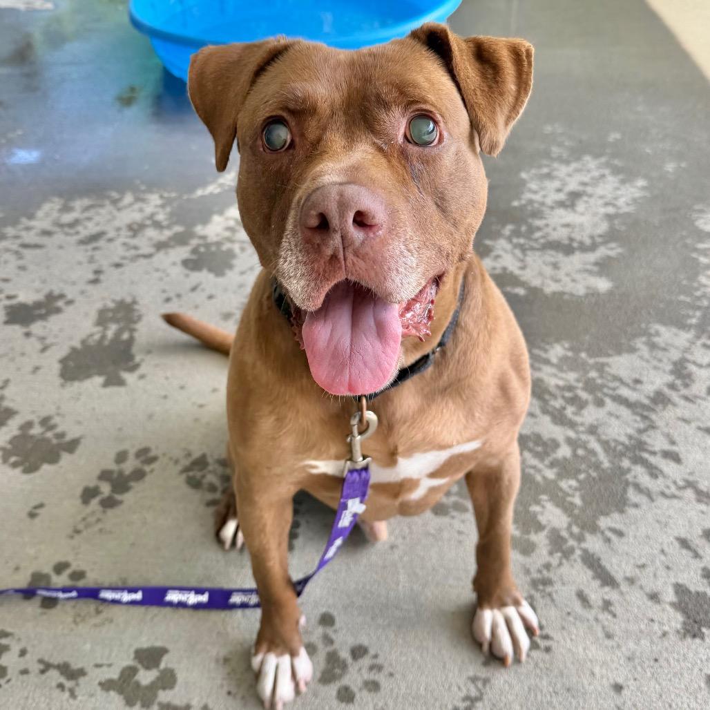 Rocky, Adoptable, Adult Male Mixed Breed.