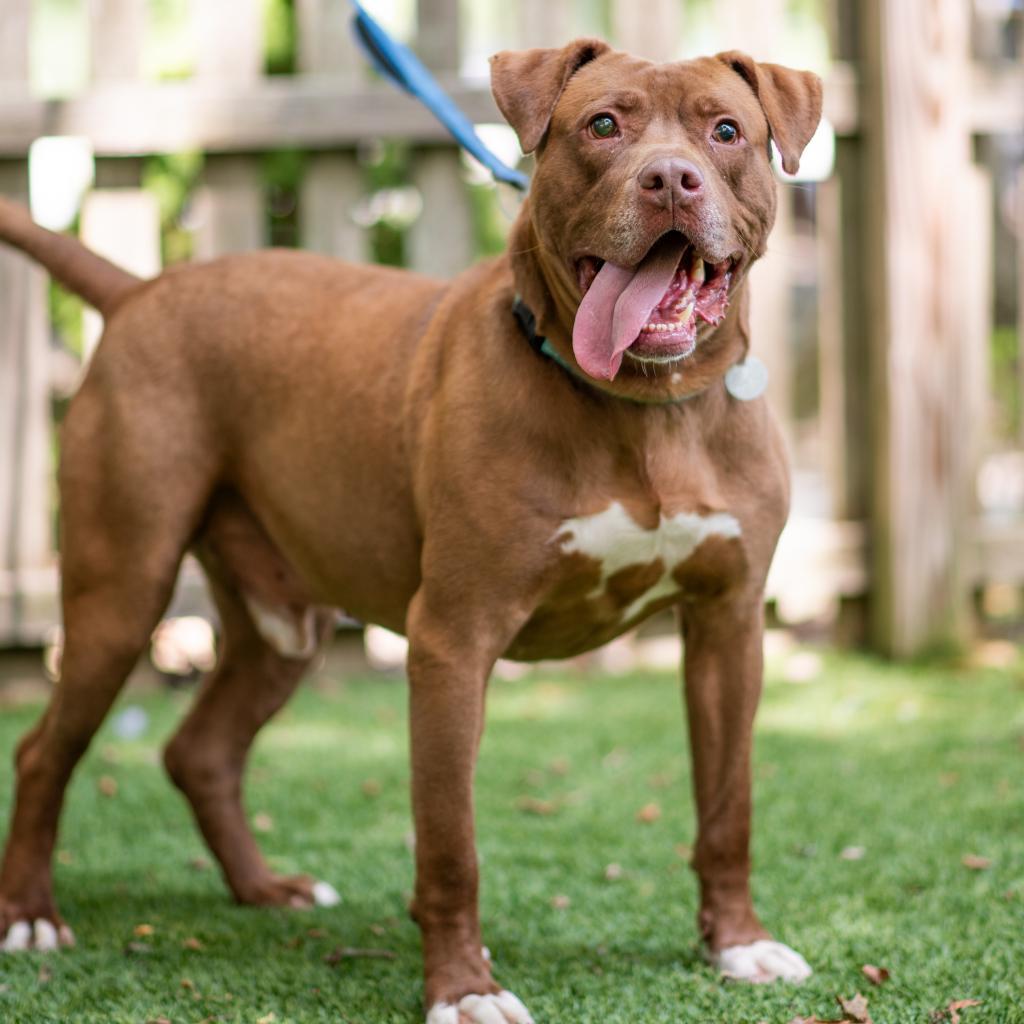 Rocky, Adoptable, Adult Male Mixed Breed.