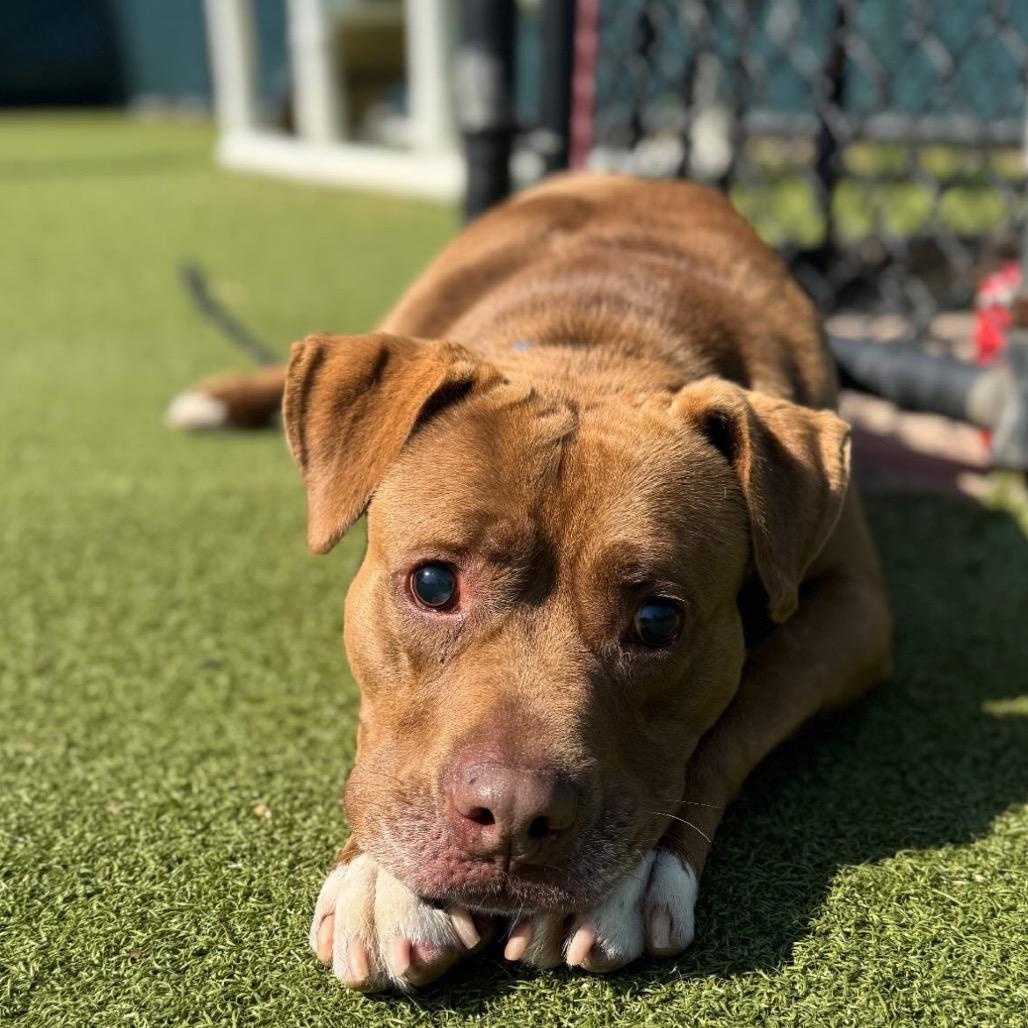 Rocky, a Adoptable Mixed Breed in Hampton Bays, NY image 3/6