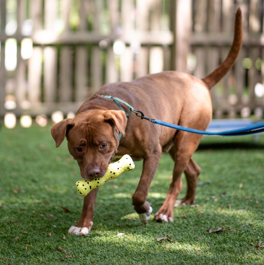 Rocky, a Adoptable Mixed Breed in Hampton Bays, NY image 4/6