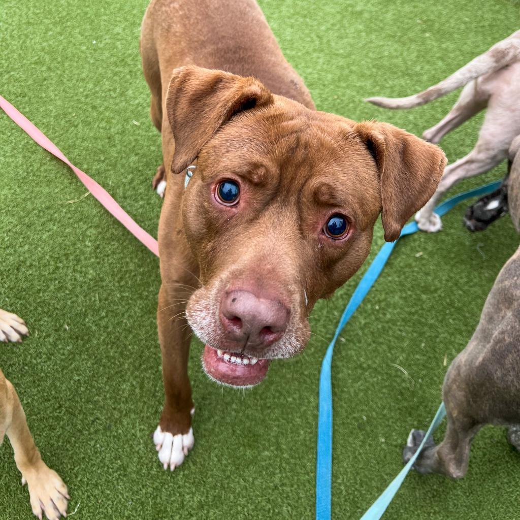 Rocky, a Adoptable Mixed Breed in Hampton Bays, NY image 5/6