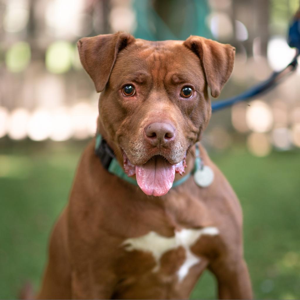 Rocky, a Adoptable Mixed Breed in Hampton Bays, NY image 6/6