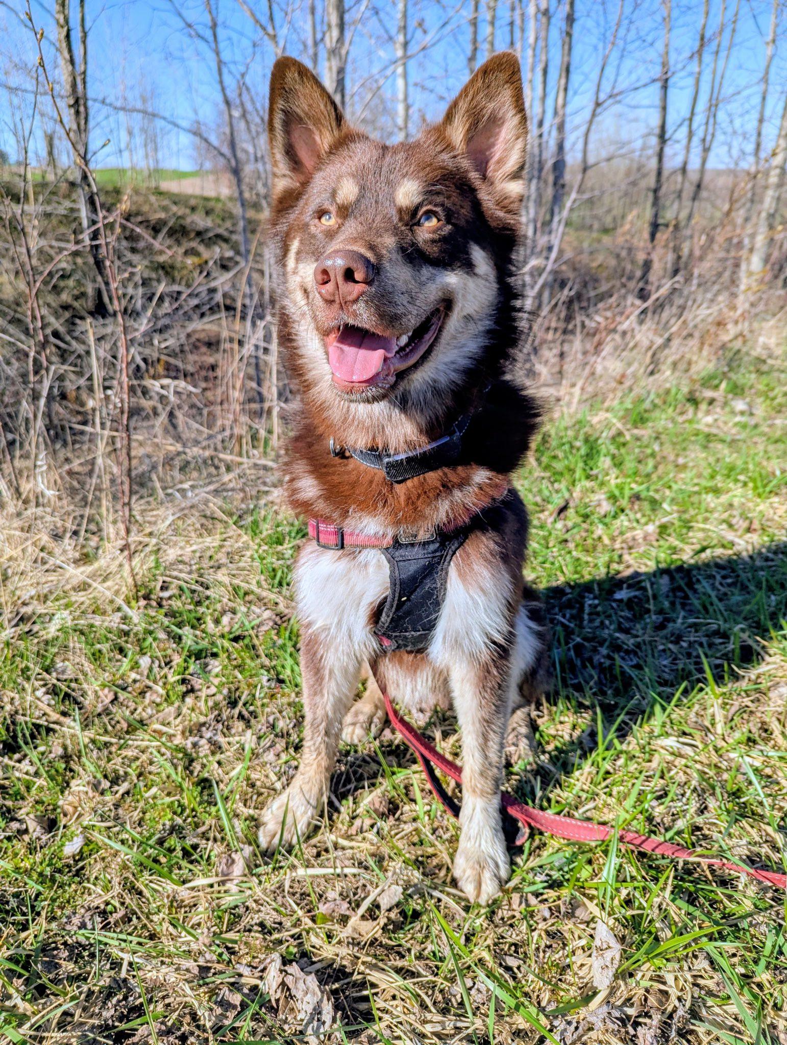 Enlarge Abbott, a ADOPTABLE mixed breed in Woodstock, ON image 4/6