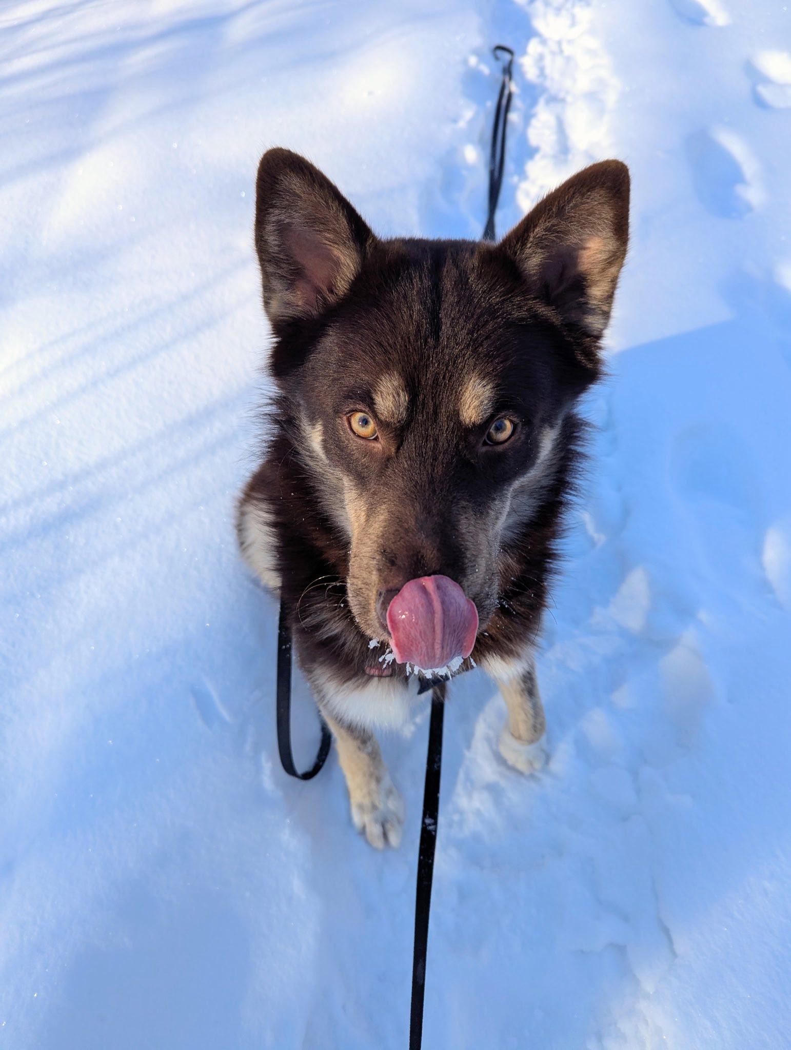 Enlarge Abbott, a ADOPTABLE mixed breed in Woodstock, ON image 6/6