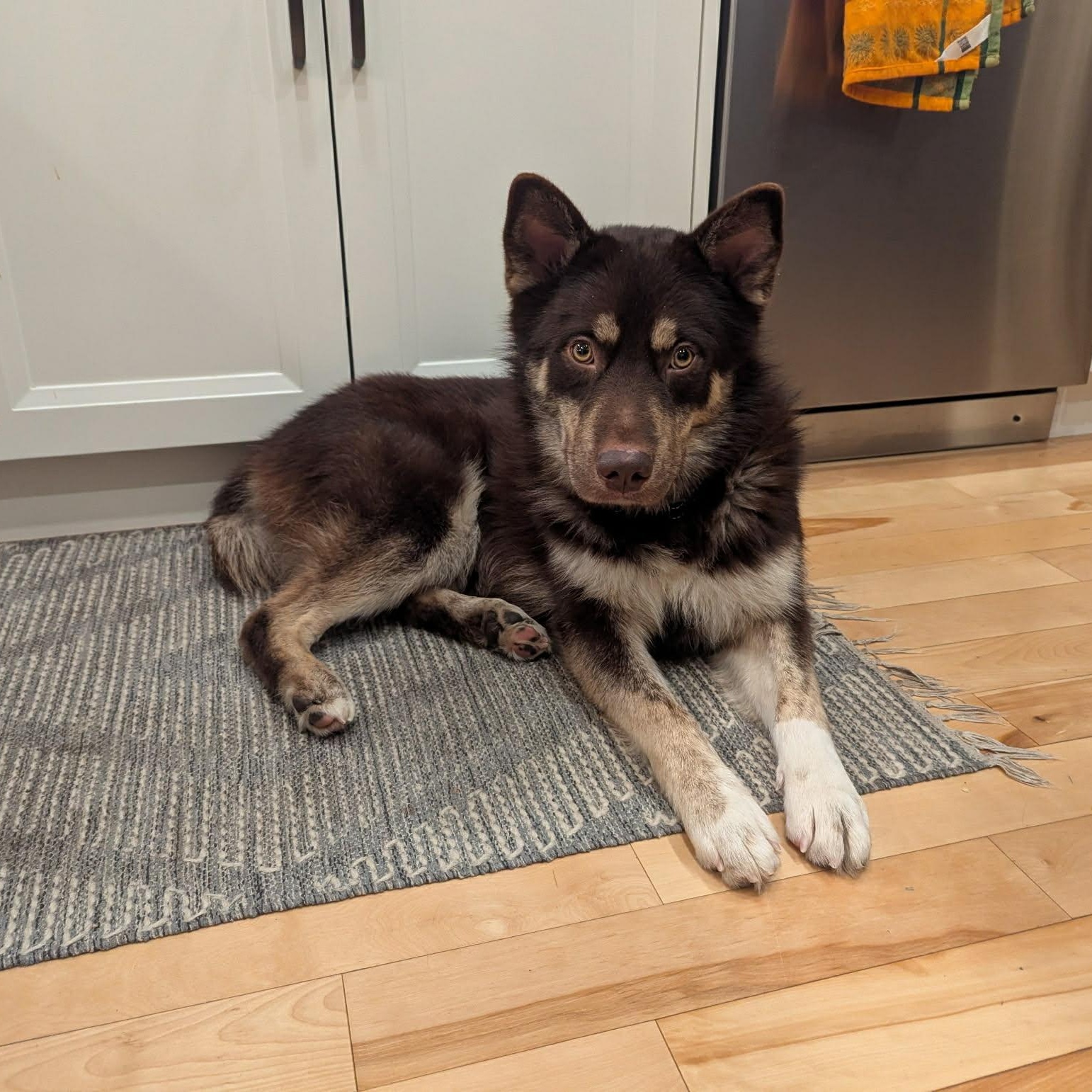 Enlarge Abbott, a ADOPTABLE mixed breed in Woodstock, ON image 2/5