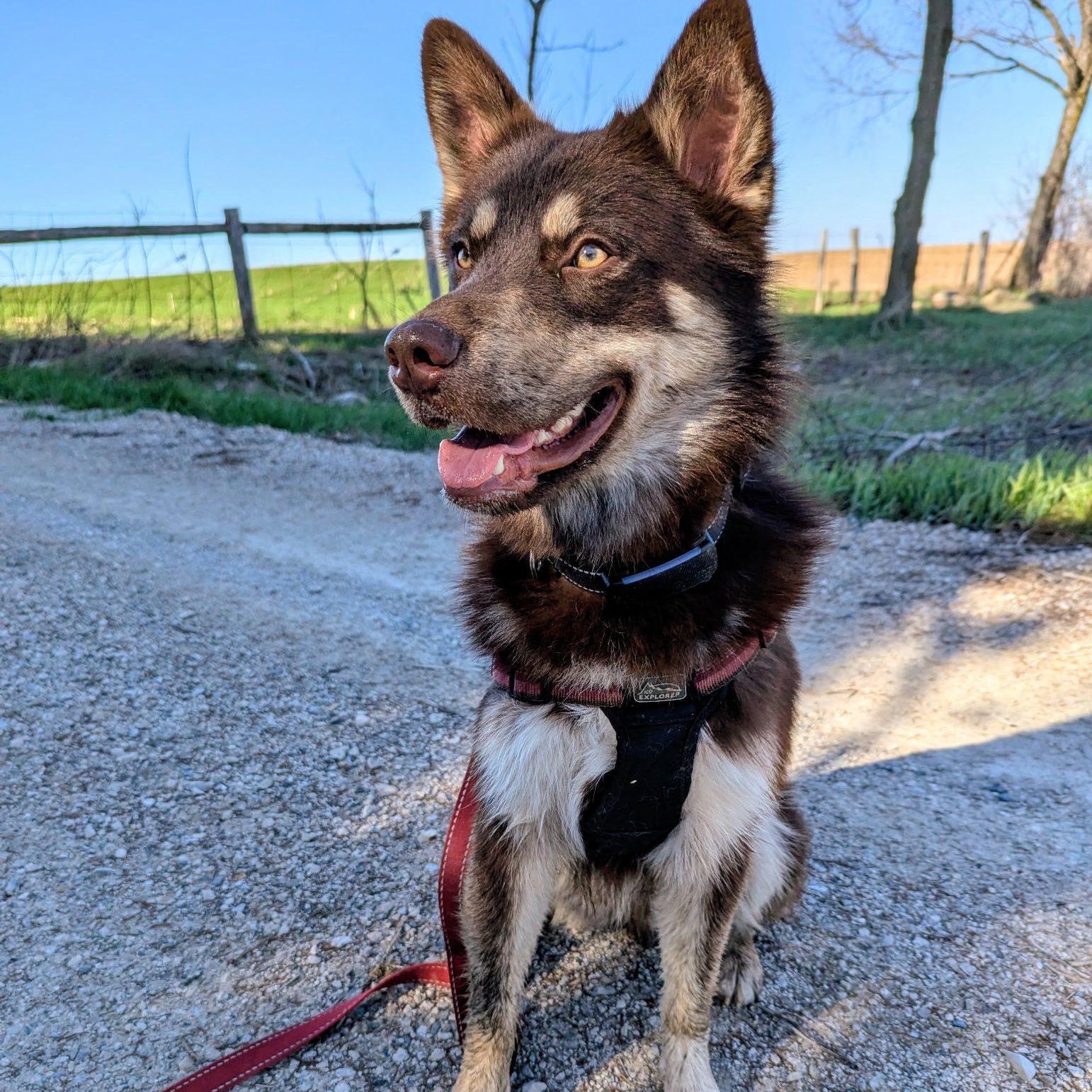 Abbott, ADOPTABLE, Adult Male Australian Shepherd.