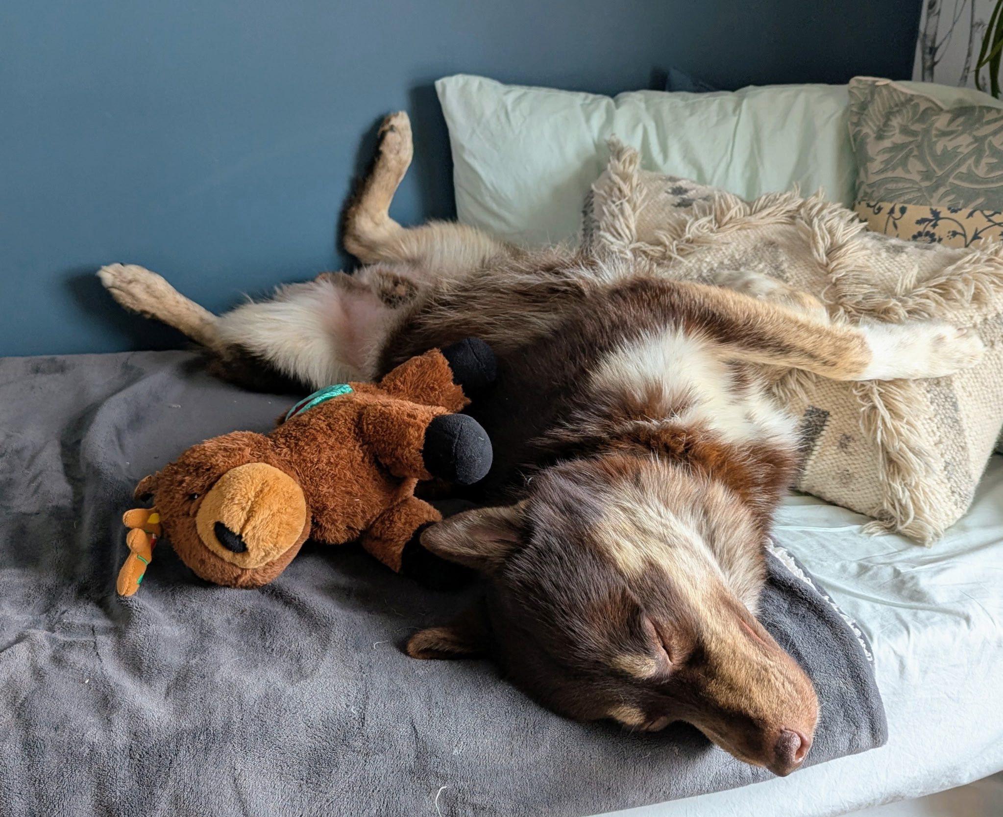 Enlarge Abbott, a ADOPTABLE mixed breed in Woodstock, ON image 3/6