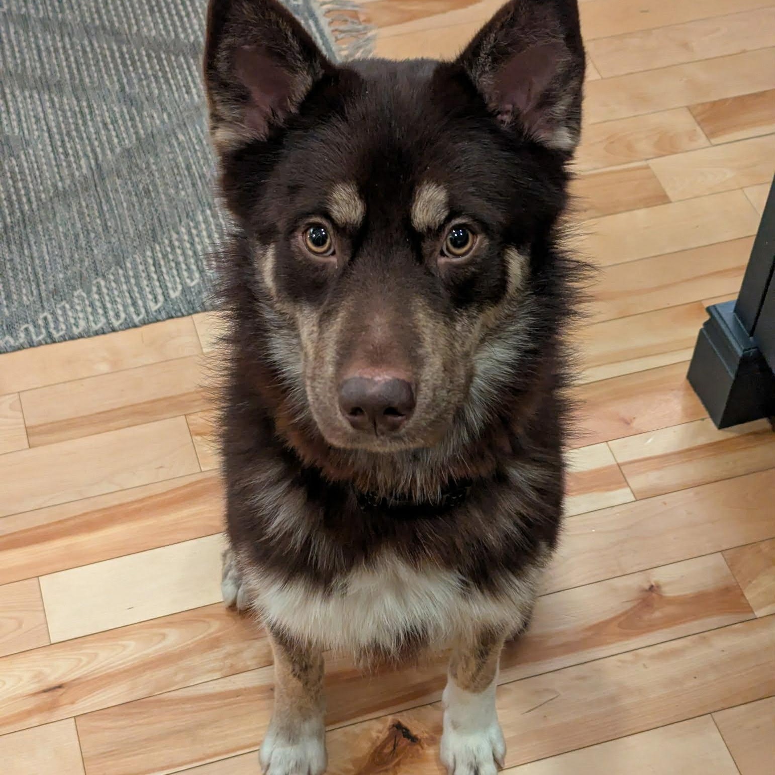 Abbott, ADOPTABLE, Adult Male Husky.