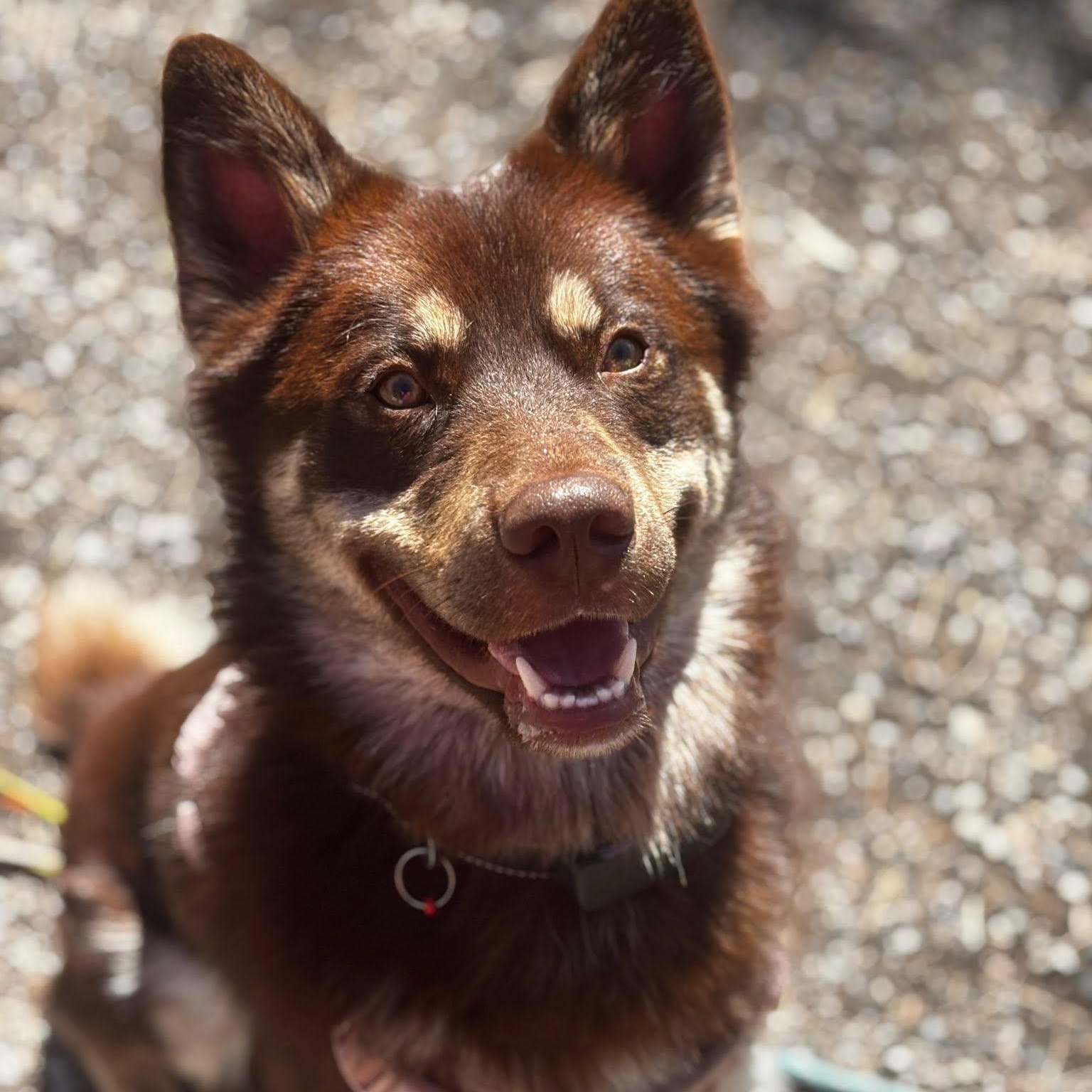 Abbott, ADOPTABLE, Adult Male Australian Shepherd.