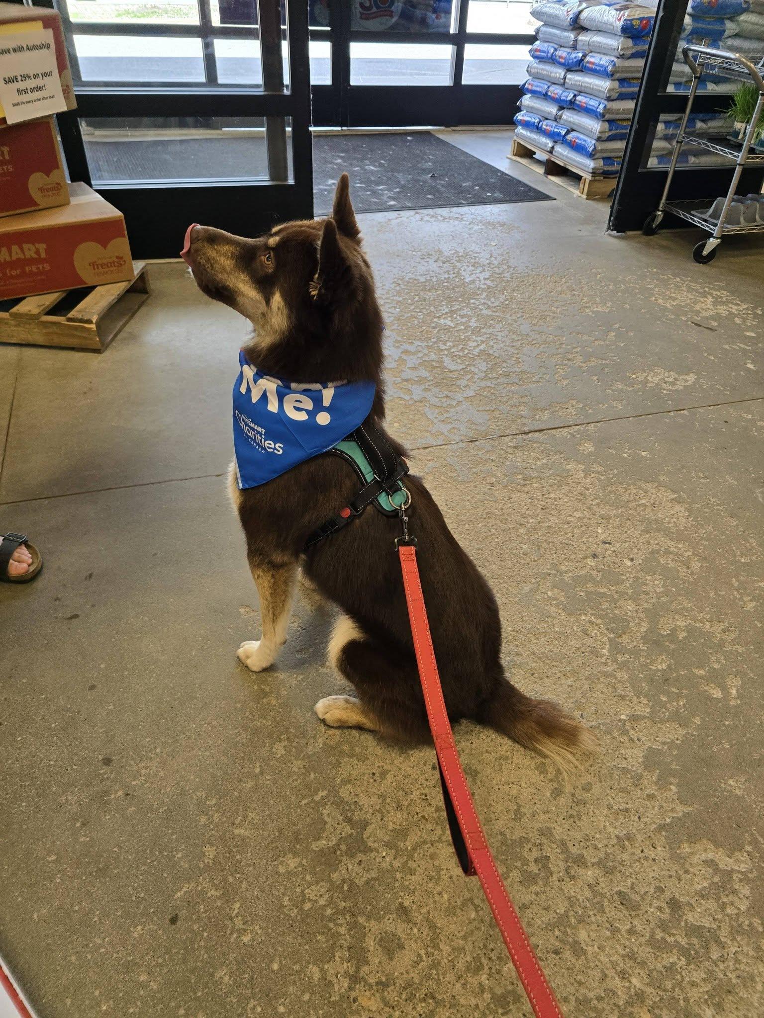 Enlarge Abbott, a ADOPTABLE mixed breed in Woodstock, ON image 5/5