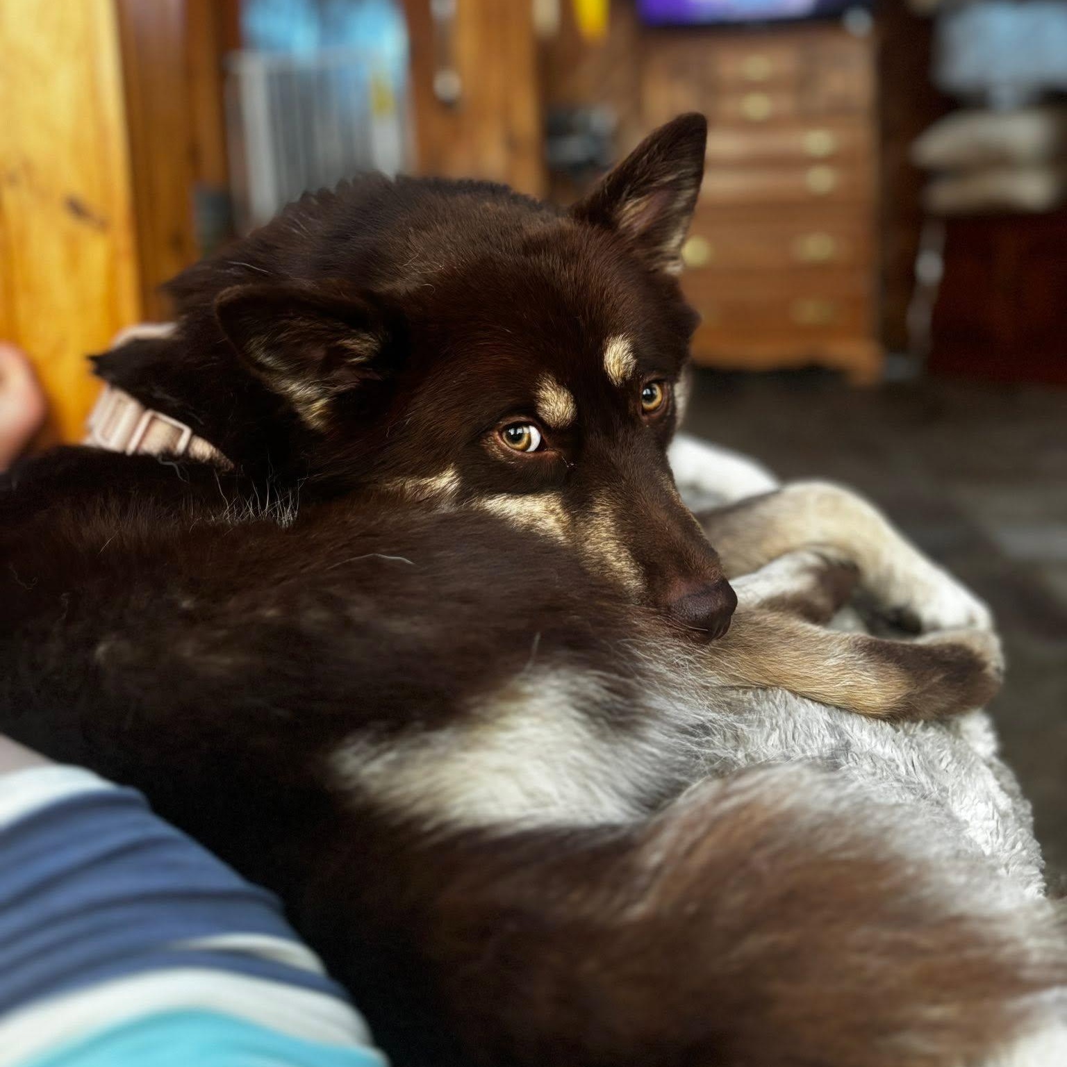Enlarge Abbott, a ADOPTABLE mixed breed in Woodstock, ON image 2/5