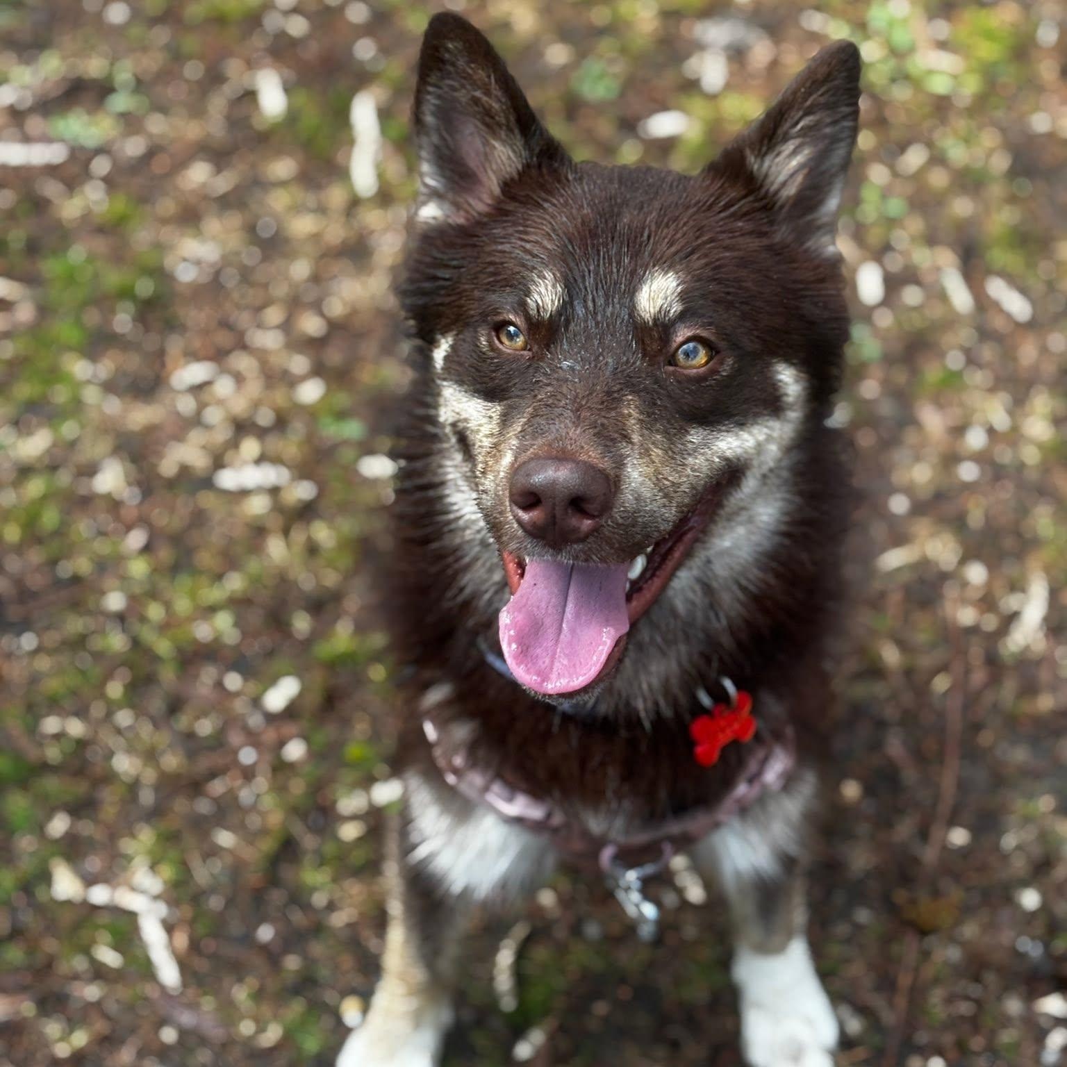 Enlarge Abbott, a ADOPTABLE mixed breed in Woodstock, ON image 3/5