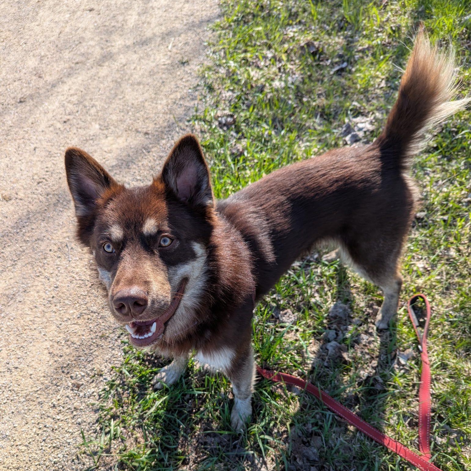 Enlarge Abbott, a ADOPTABLE mixed breed in Woodstock, ON image 2/6
