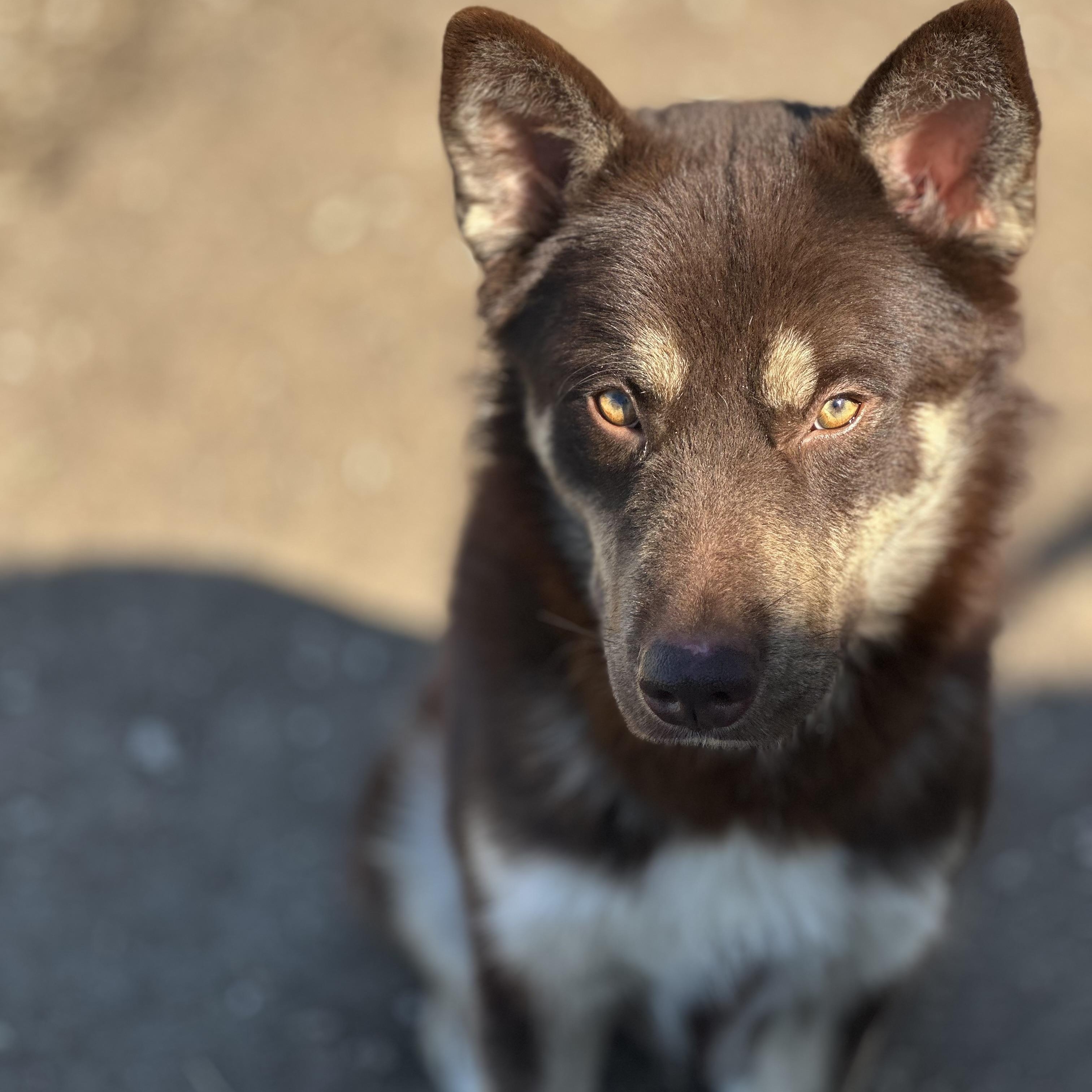 Abbott, ADOPTABLE, Adult Male Husky.