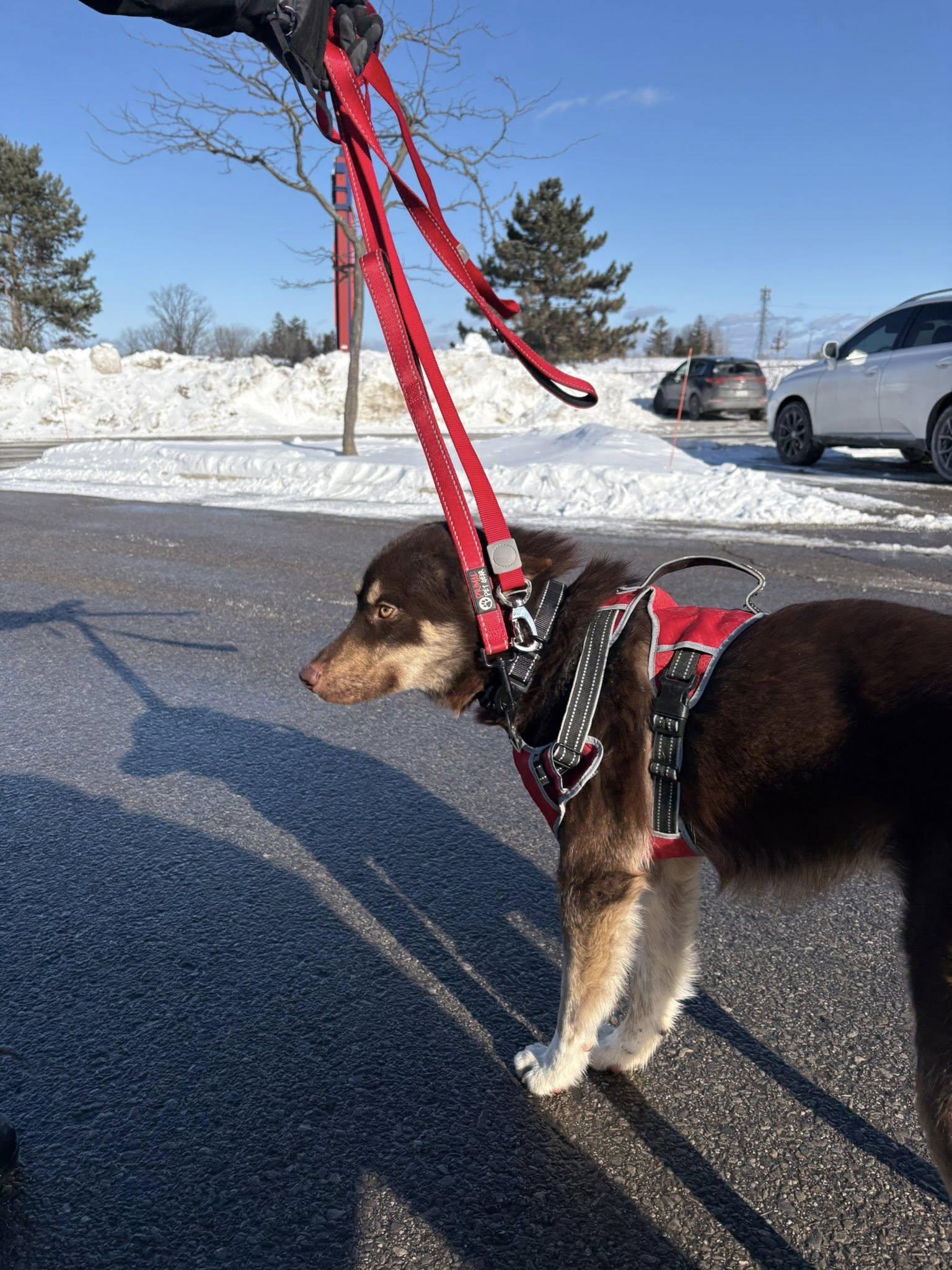 Enlarge Abbott, a ADOPTABLE mixed breed in Woodstock, ON image 3/5
