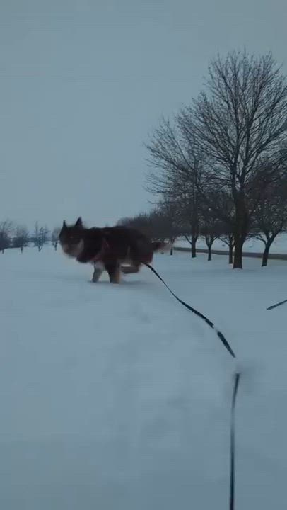 Enlarge Abbott, a ADOPTABLE mixed breed in Woodstock, ON video 4/5