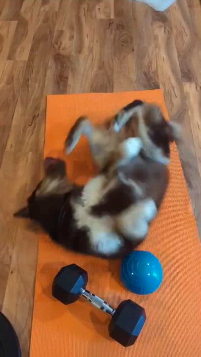 Enlarge Abbott, a ADOPTABLE mixed breed in Woodstock, ON video 5/5