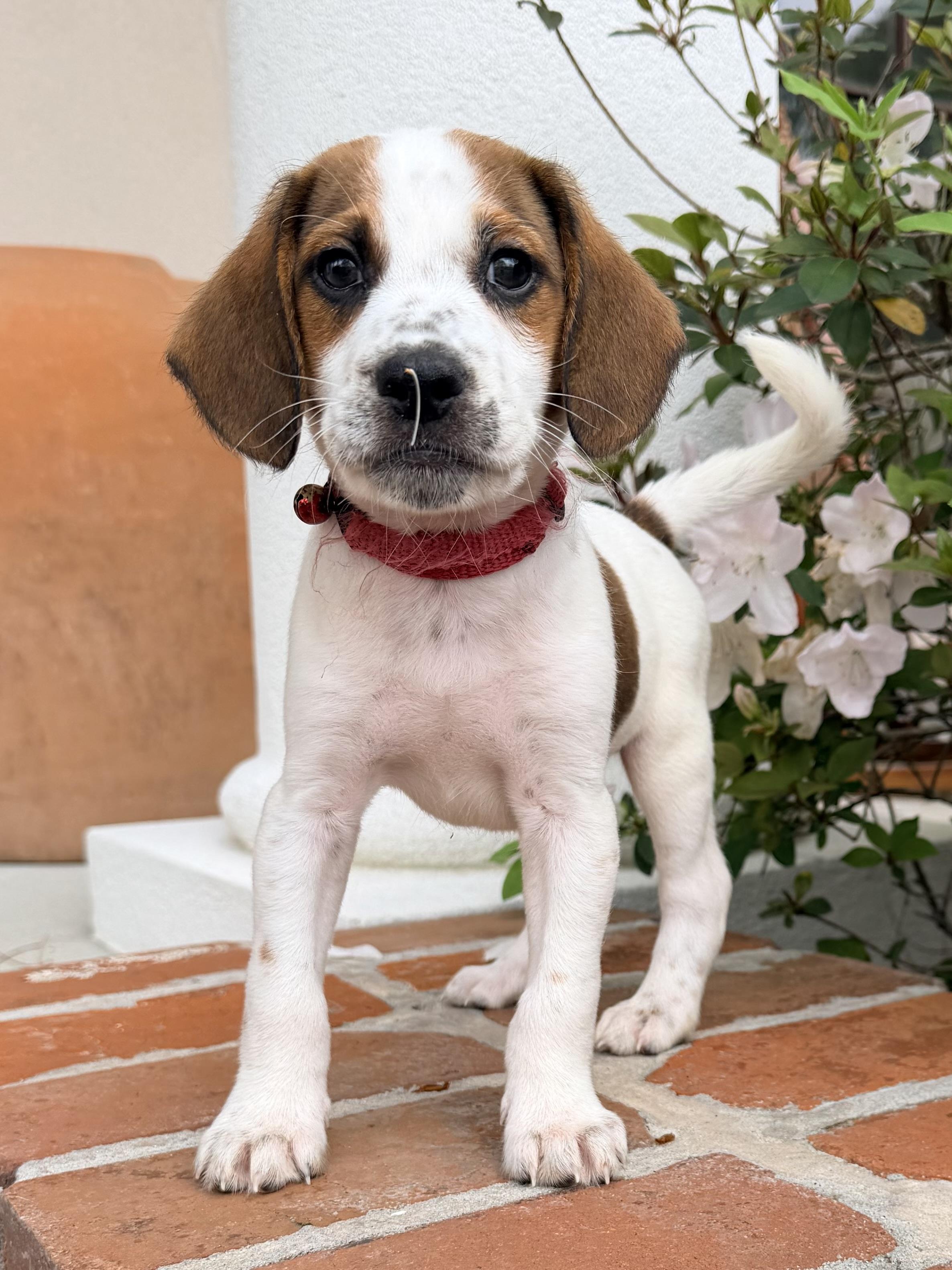 Hendrix, ADOPTABLE, Puppy Male Beagle & Australian Cattle Dog / Blue Heeler.