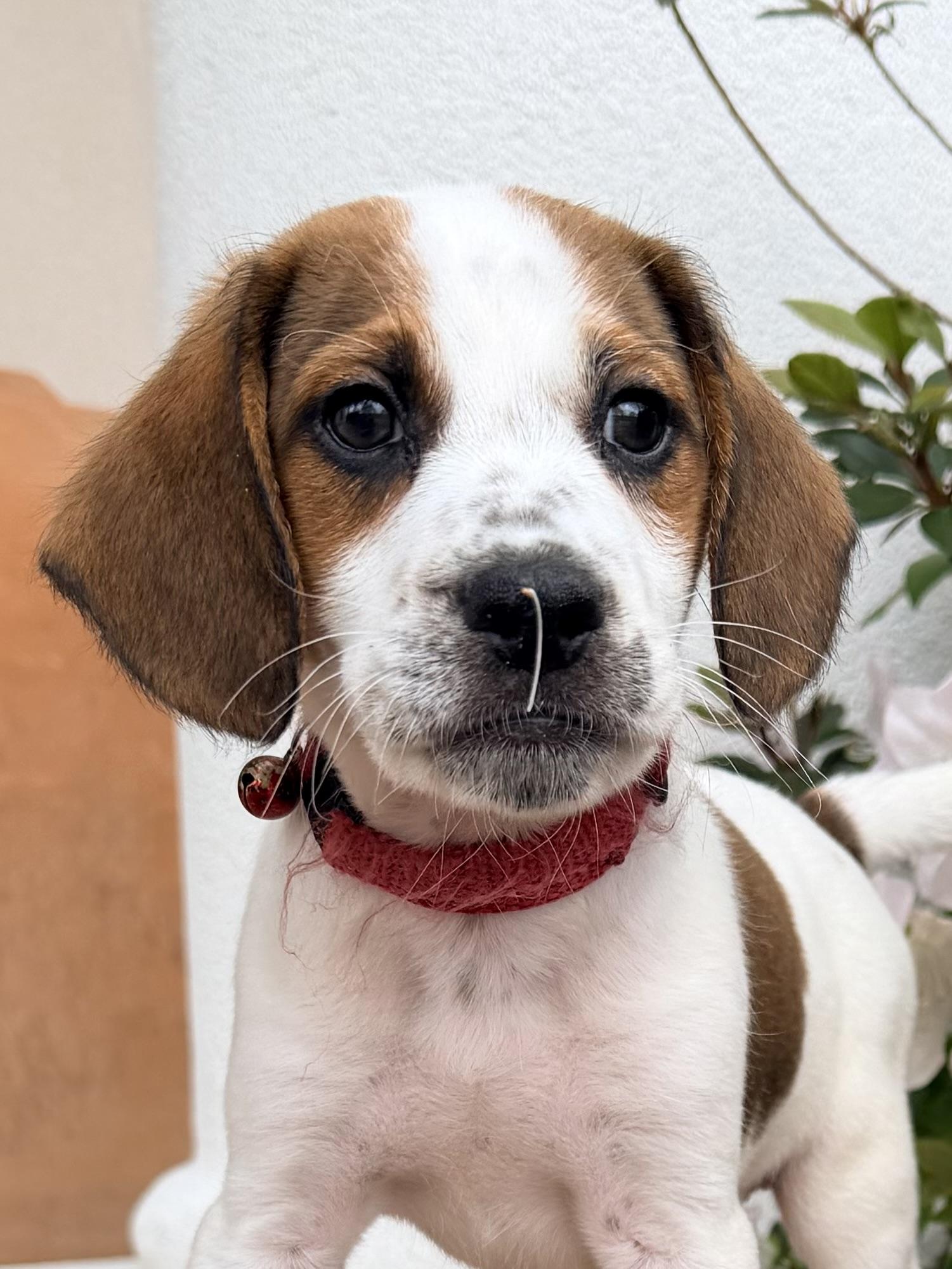 Enlarge Hendrix, a ADOPTABLE mixed breed in Baker, LA image 5/6