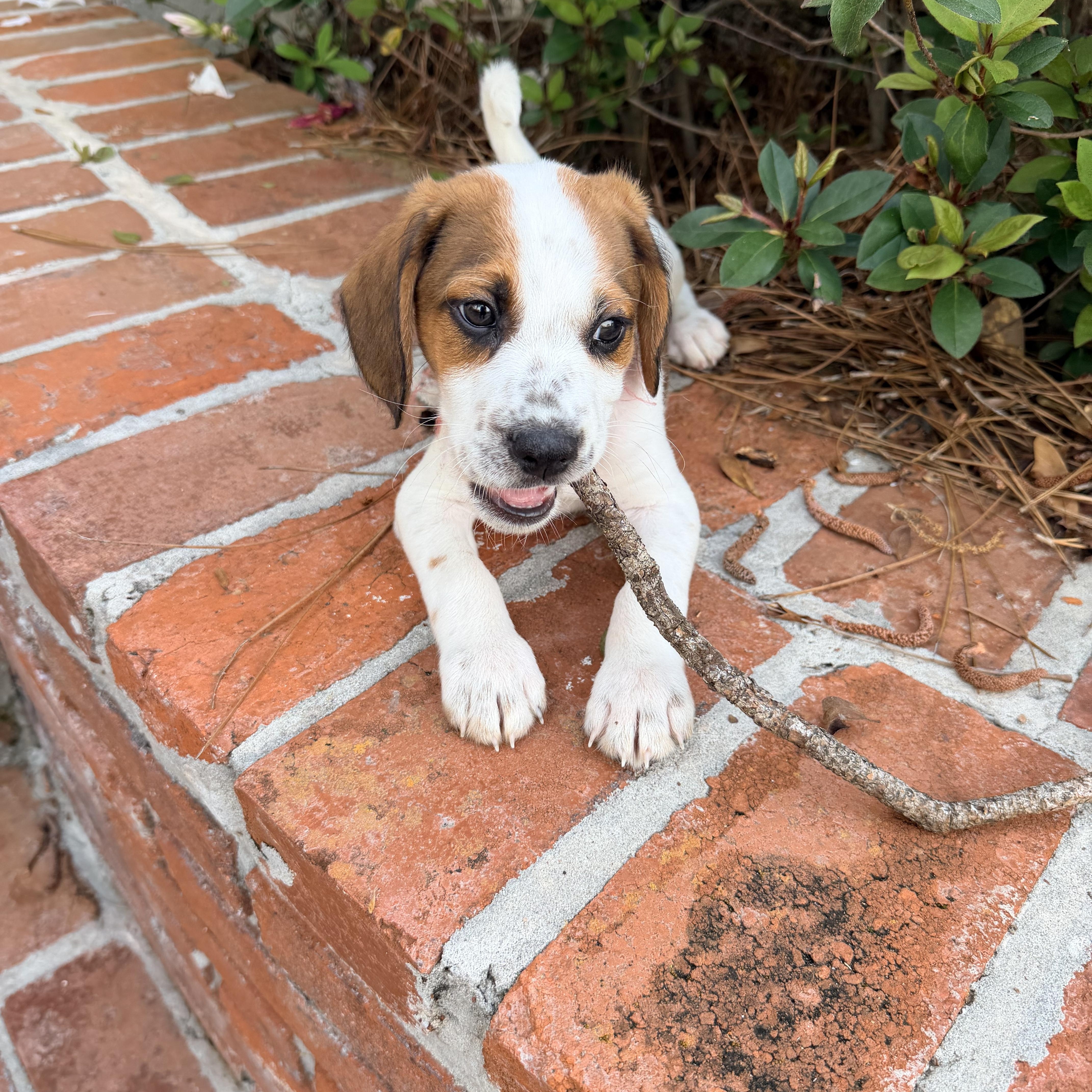 Enlarge Hendrix, a ADOPTABLE mixed breed in Baker, LA image 3/6