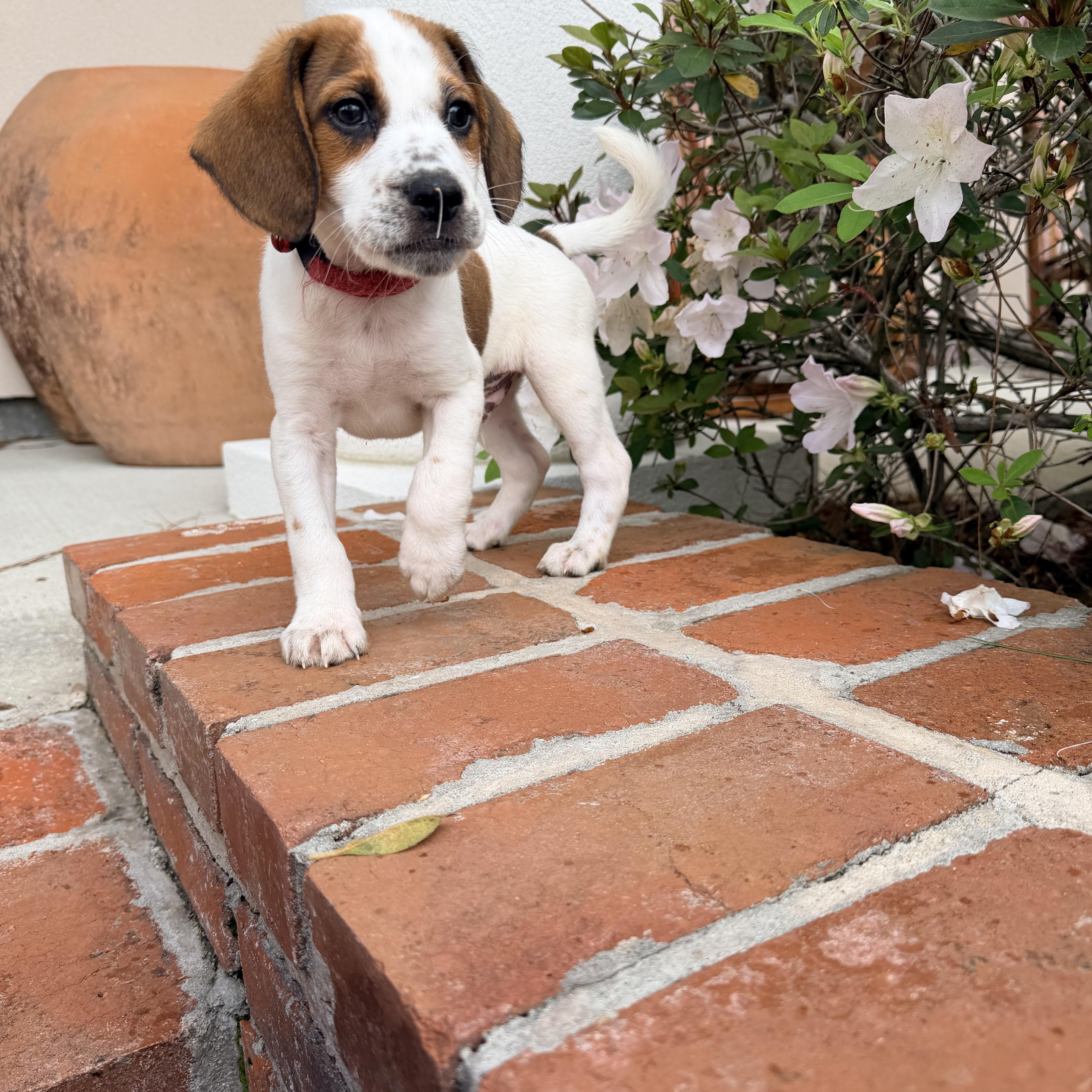 Enlarge Hendrix, a ADOPTABLE mixed breed in Baker, LA image 2/6