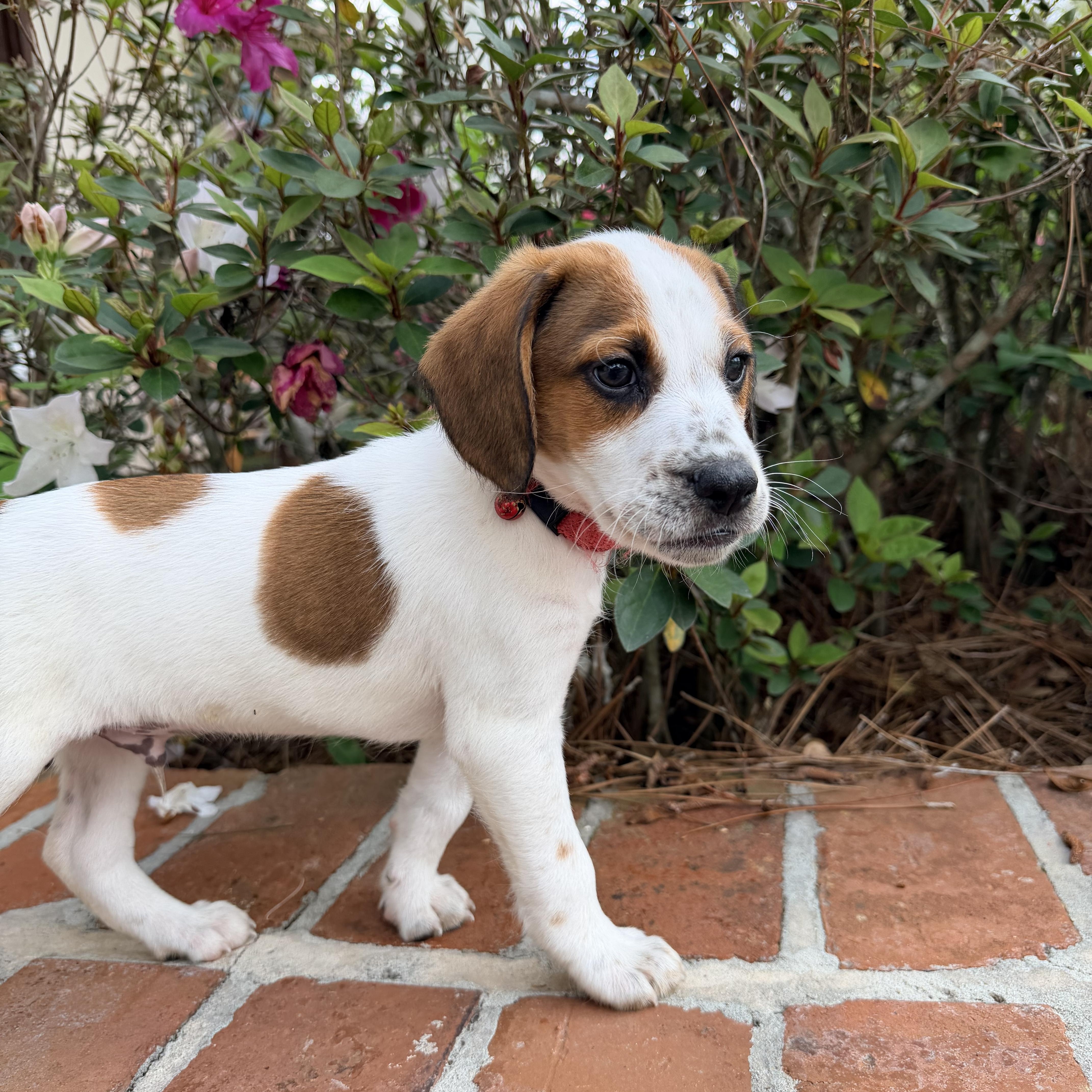Enlarge Hendrix, a ADOPTABLE mixed breed in Baker, LA image 6/6