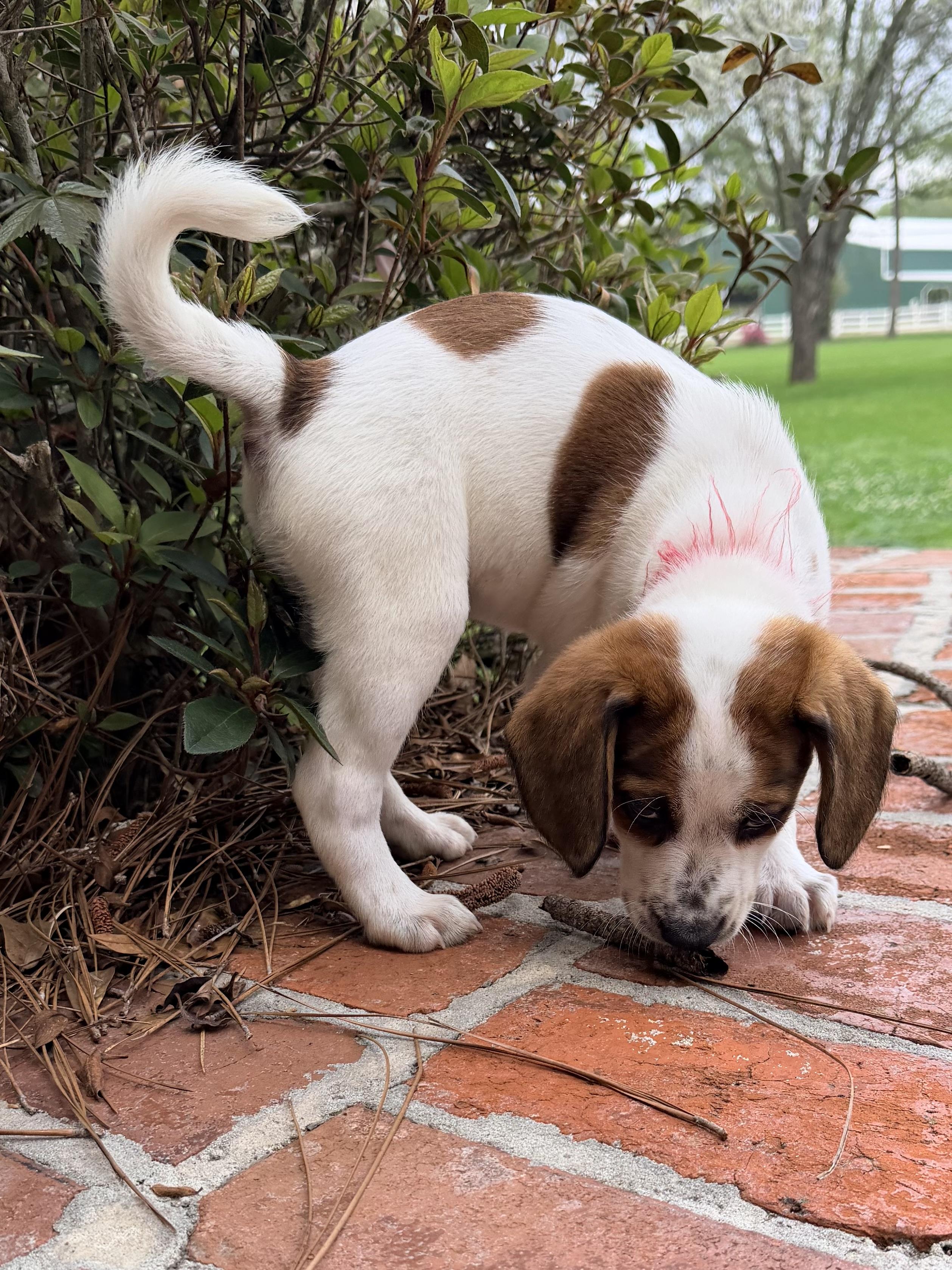 Enlarge Hendrix, a ADOPTABLE mixed breed in Baker, LA image 4/6