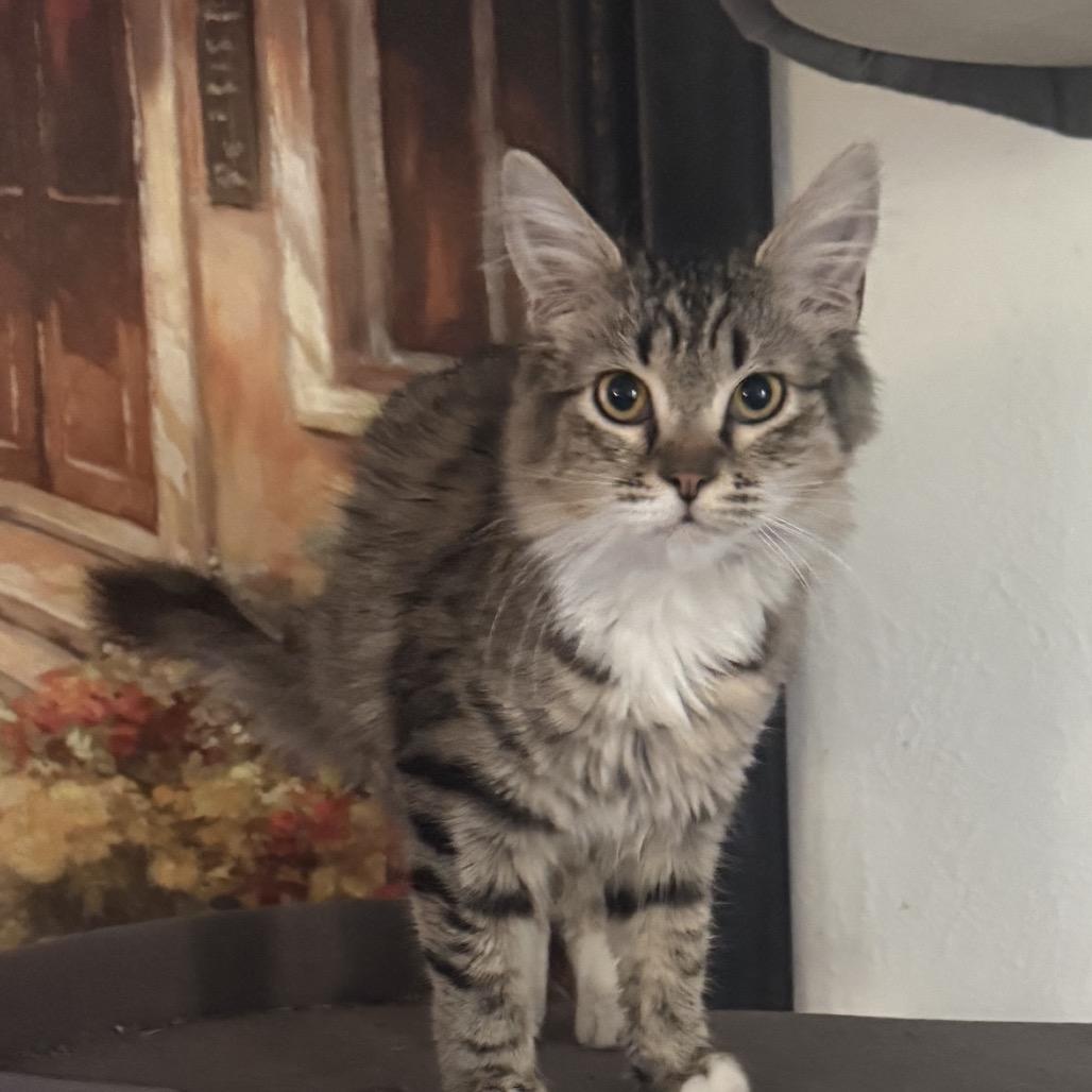 Pixie Stix, a Adoptable Domestic Short Hair in Peyton, CO image 1/4