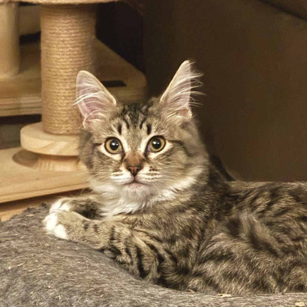 Pixie Stix, a Adoptable Domestic Short Hair in Peyton, CO image 2/4
