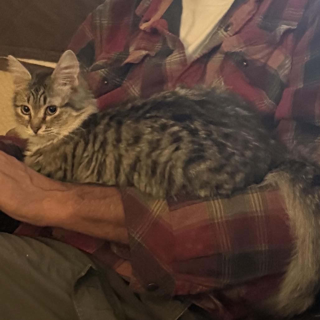 Pixie Stix, a Adoptable Domestic Short Hair in Peyton, CO image 3/4