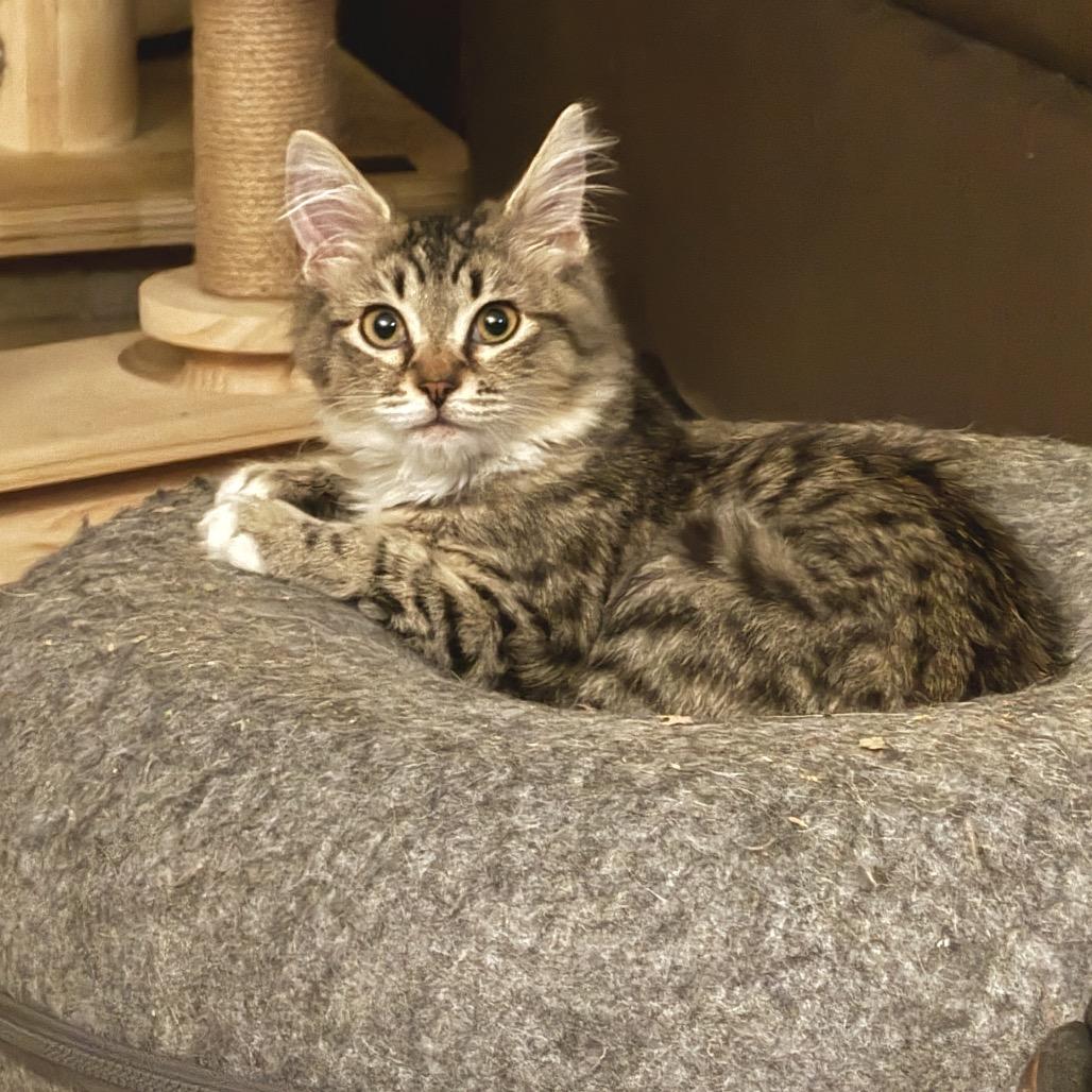 Pixie Stix, a Adoptable Domestic Short Hair in Peyton, CO image 4/4