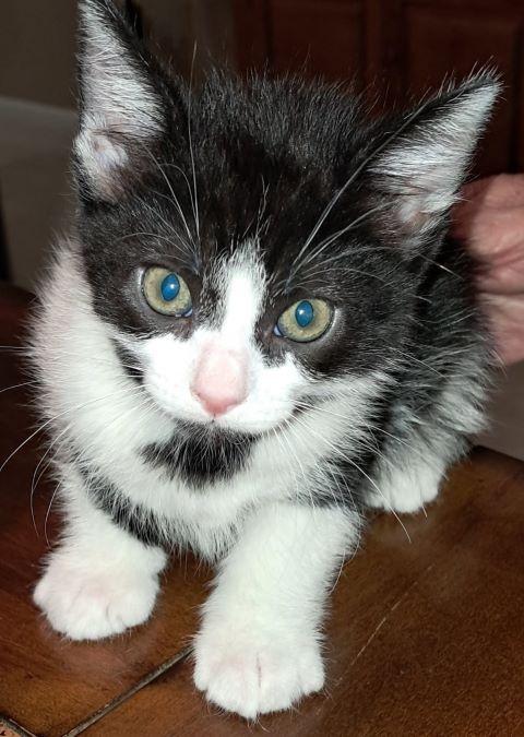 Valentino, Baby Male unknown