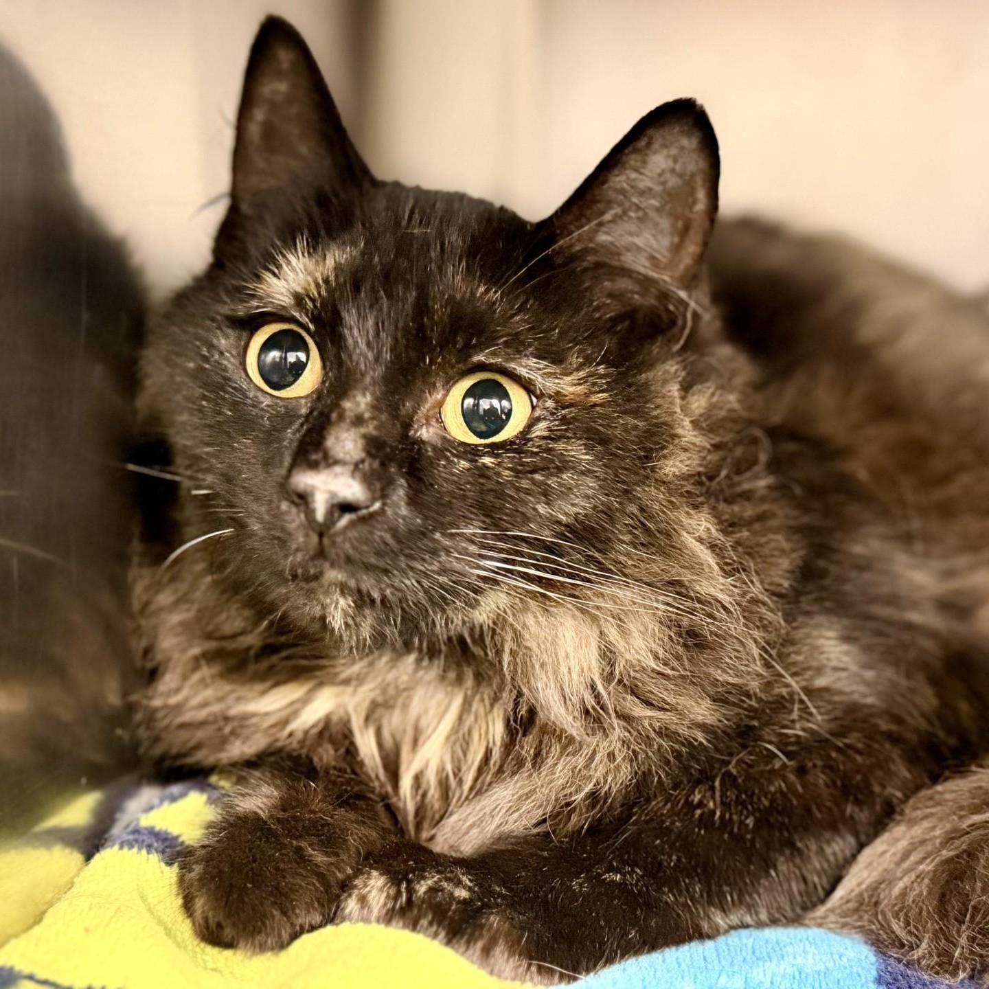 Angel, Adoptable, Young Female Domestic Medium Hair.