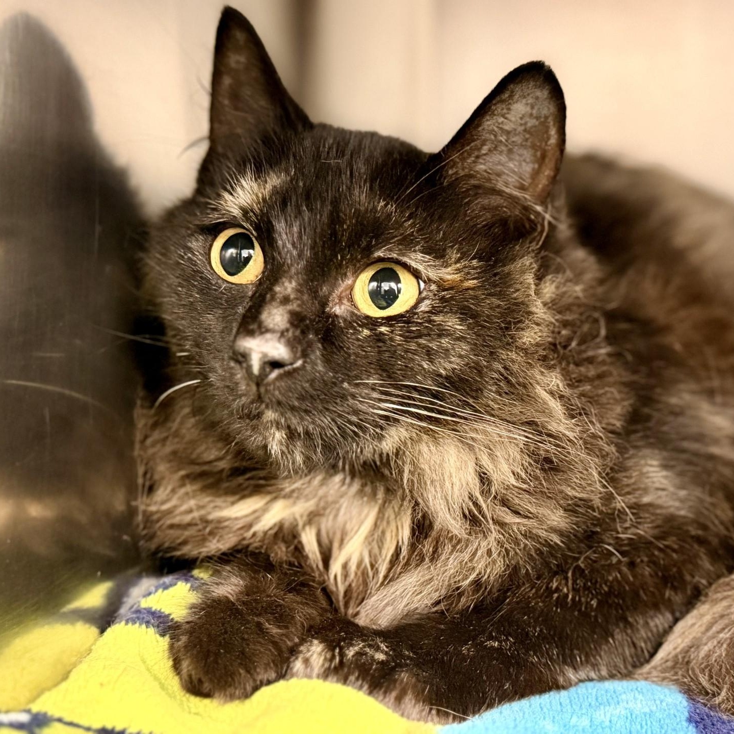 Enlarge Angel, a Adoptable Domestic Medium Hair in Manahawkin, NJ image 2/2