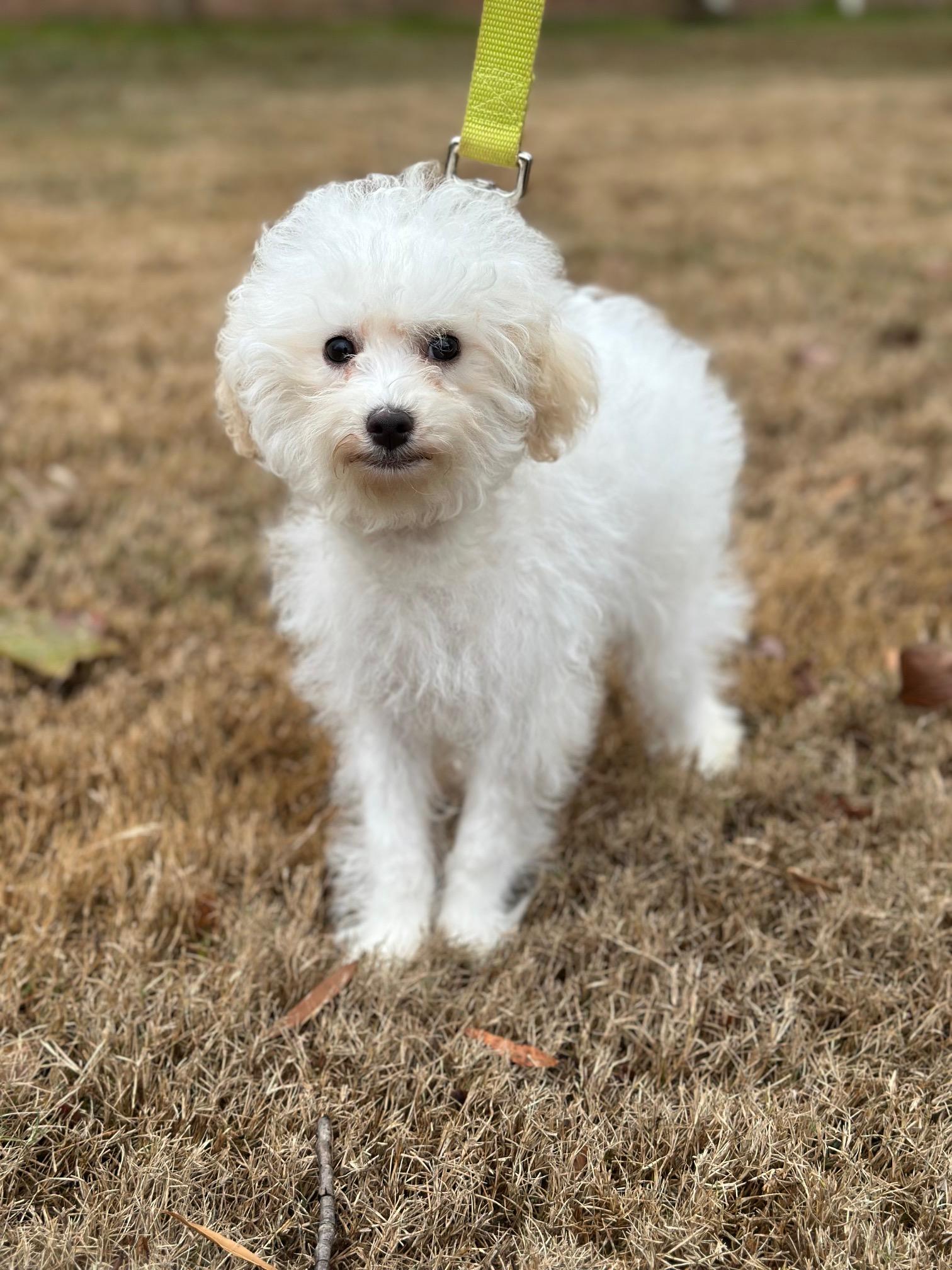 Osbourne, adoptable, Puppy Male Havanese & Poodle.