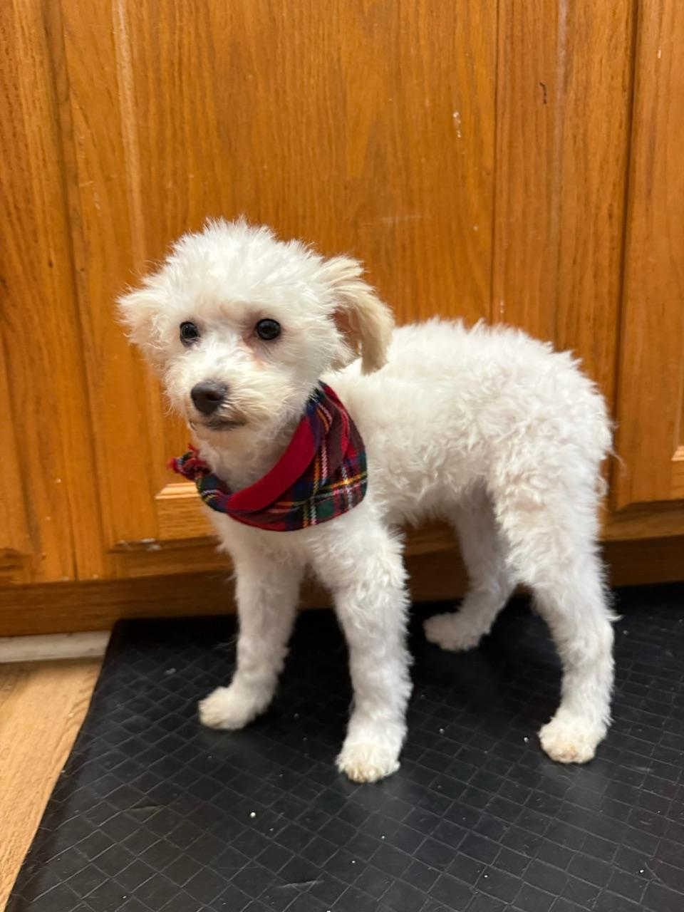 Osbourne, an adoptable mixed breed in Atlanta, GA image 2/4