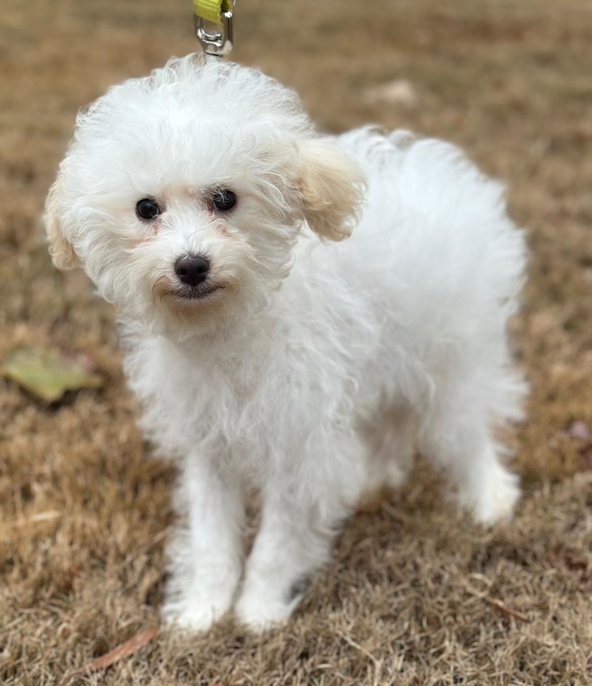 Osbourne, an adoptable mixed breed in Atlanta, GA image 3/4