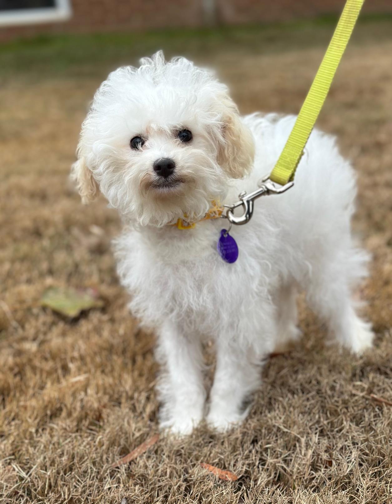 Osbourne, an adoptable mixed breed in Atlanta, GA image 4/4