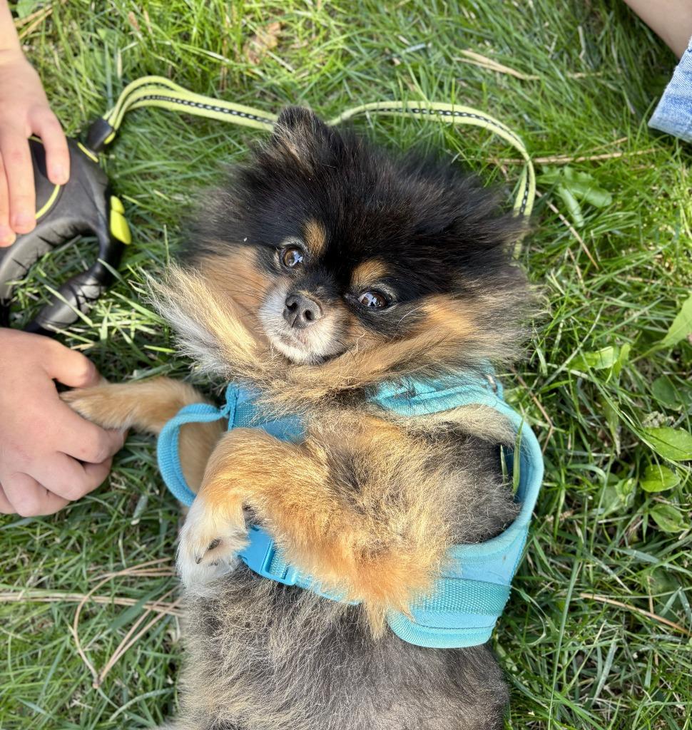 Morgan, Adoptable, Adult Male Pomeranian.