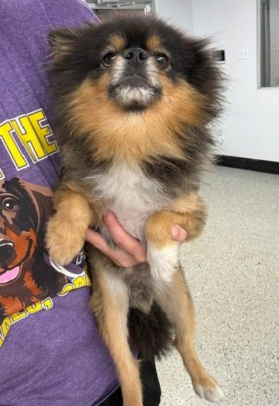 Enlarge Morgan, a Adoptable Pomeranian in Thompson Falls, MT image 2/2
