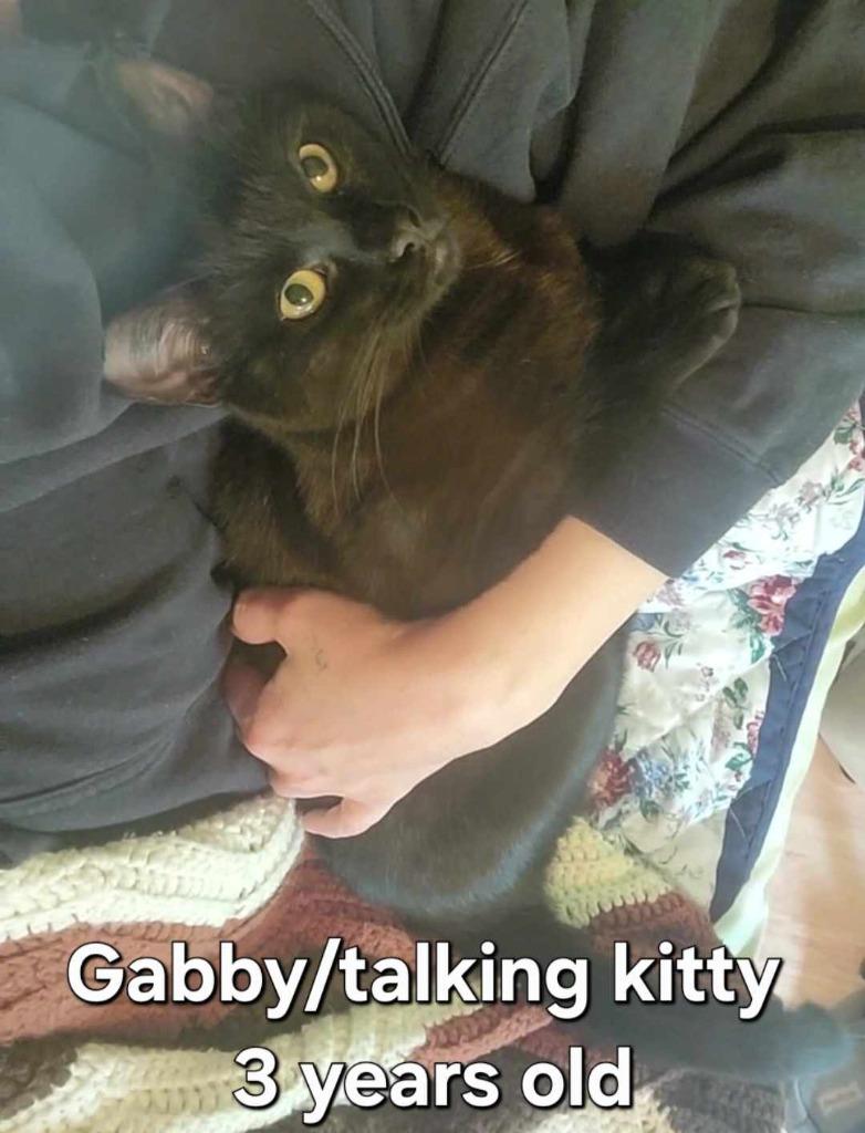 Enlarge Gabby, a Adoptable mixed breed in Gold Beach, OR image 1/1