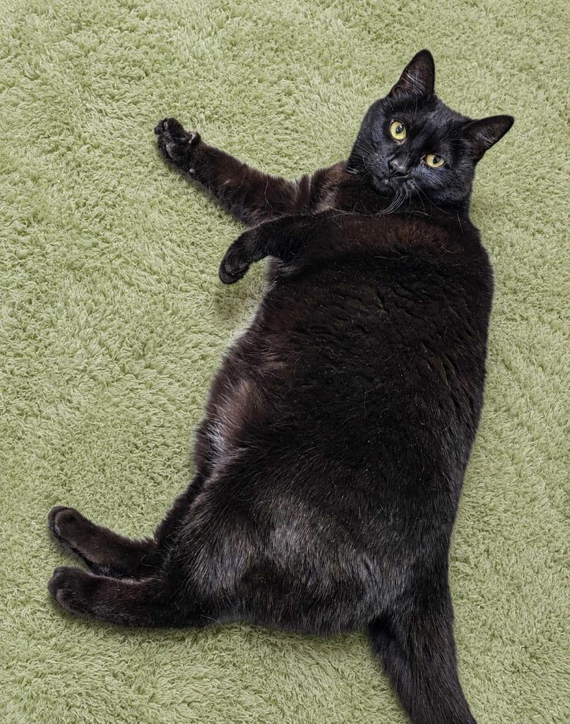 Gabby, a Adoptable mixed breed in Gold Beach, OR image 2/2