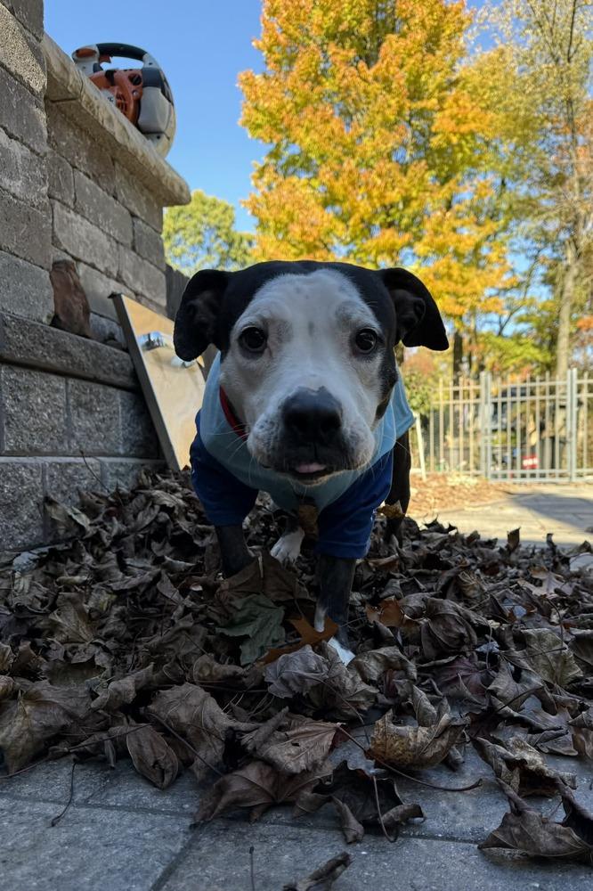 Enlarge Tula, a Adoptable mixed breed in New Baltimore, MI image 1/2