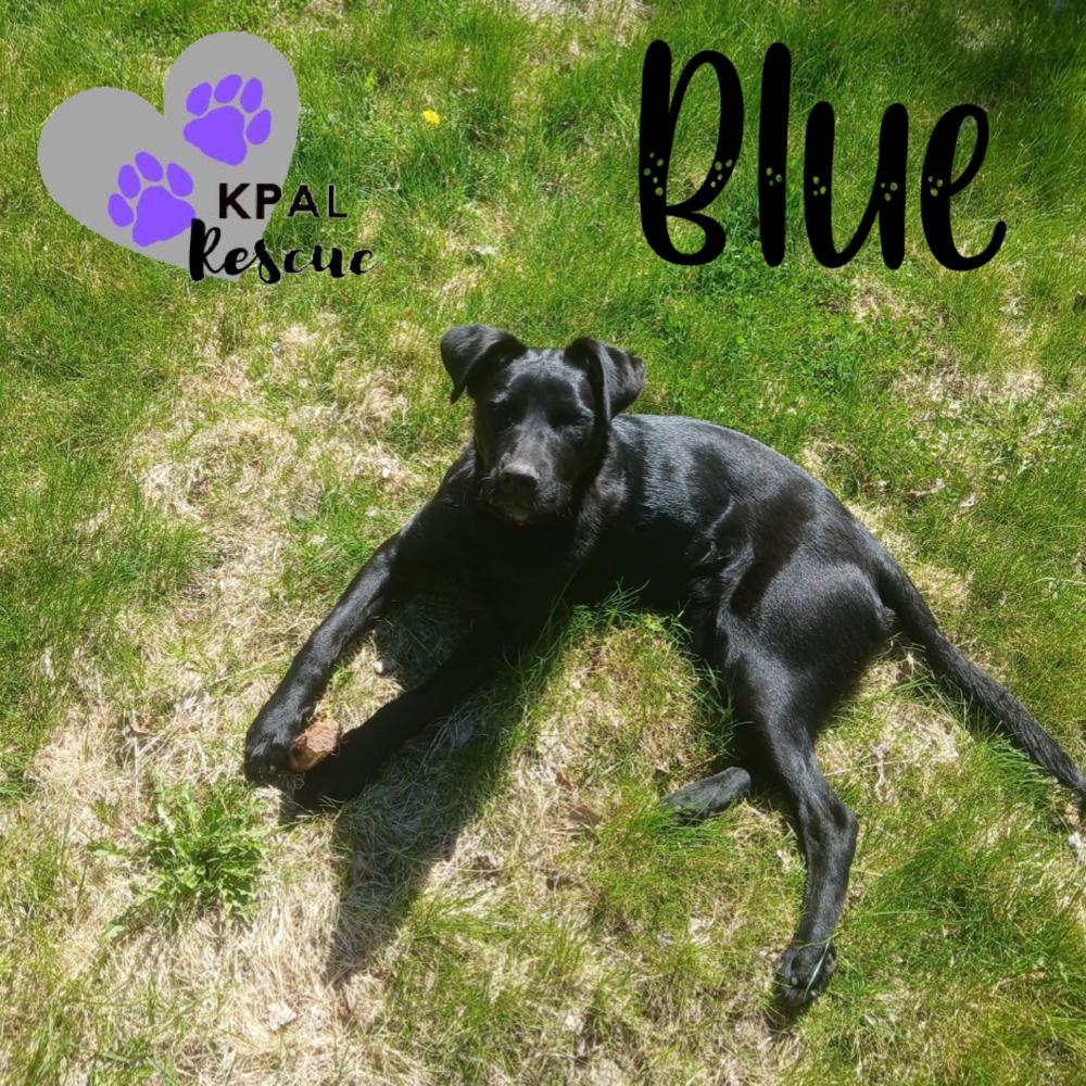Enlarge Blue, a Adoptable mixed breed in Kenai, AK image 1/4