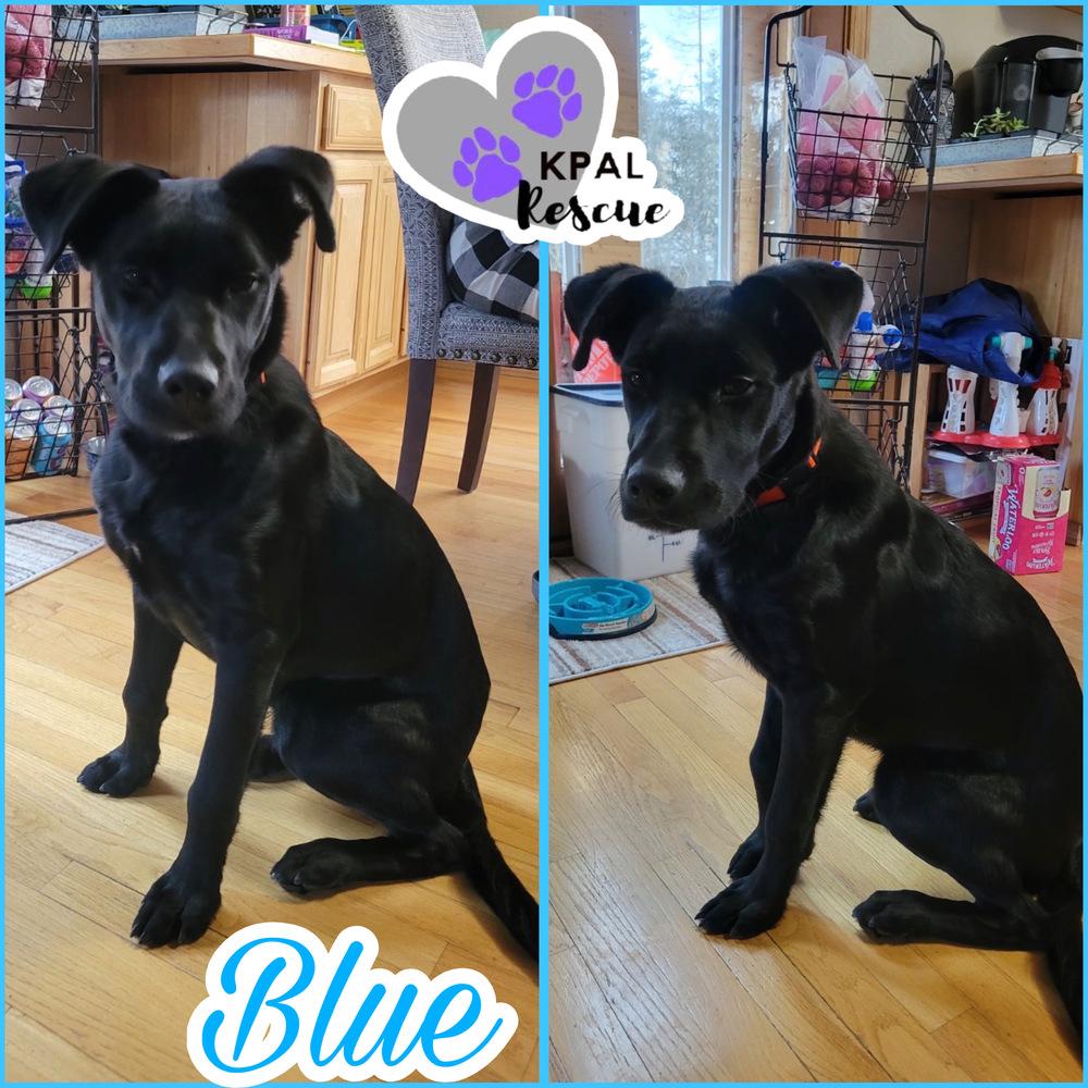 Enlarge Blue, a Adoptable mixed breed in Kenai, AK image 1/1