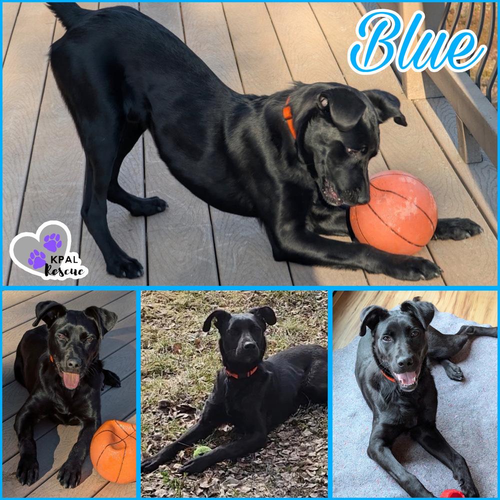 Enlarge Blue, a Adoptable mixed breed in Kenai, AK image 2/2