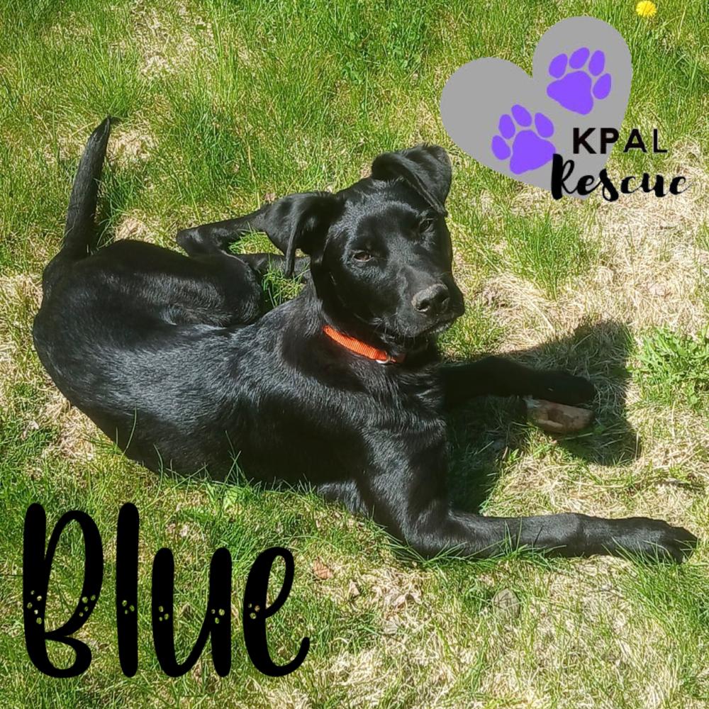 Enlarge Blue, a Adoptable mixed breed in Kenai, AK image 4/4