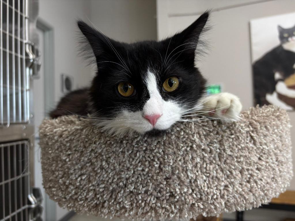 Lovecraft OHC-255-25, Adoptable, Kitten Male Domestic Long Hair.