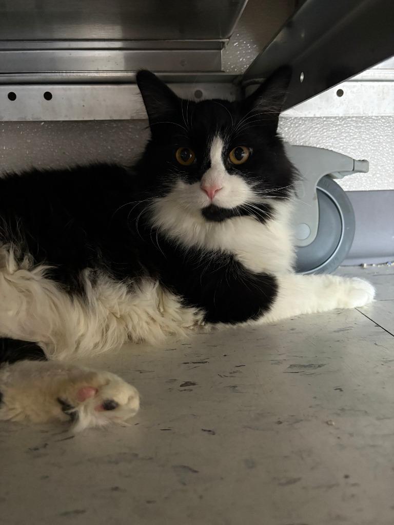 Enlarge Lovecraft OHC-255-25, a Adoptable mixed breed in Coupeville, WA image 2/6