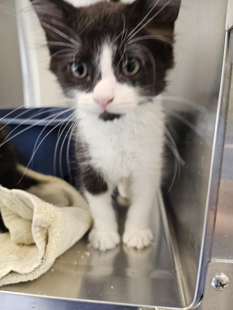 Enlarge Lovecraft OHC-255-25, a Adoptable mixed breed in Coupeville, WA image 3/6